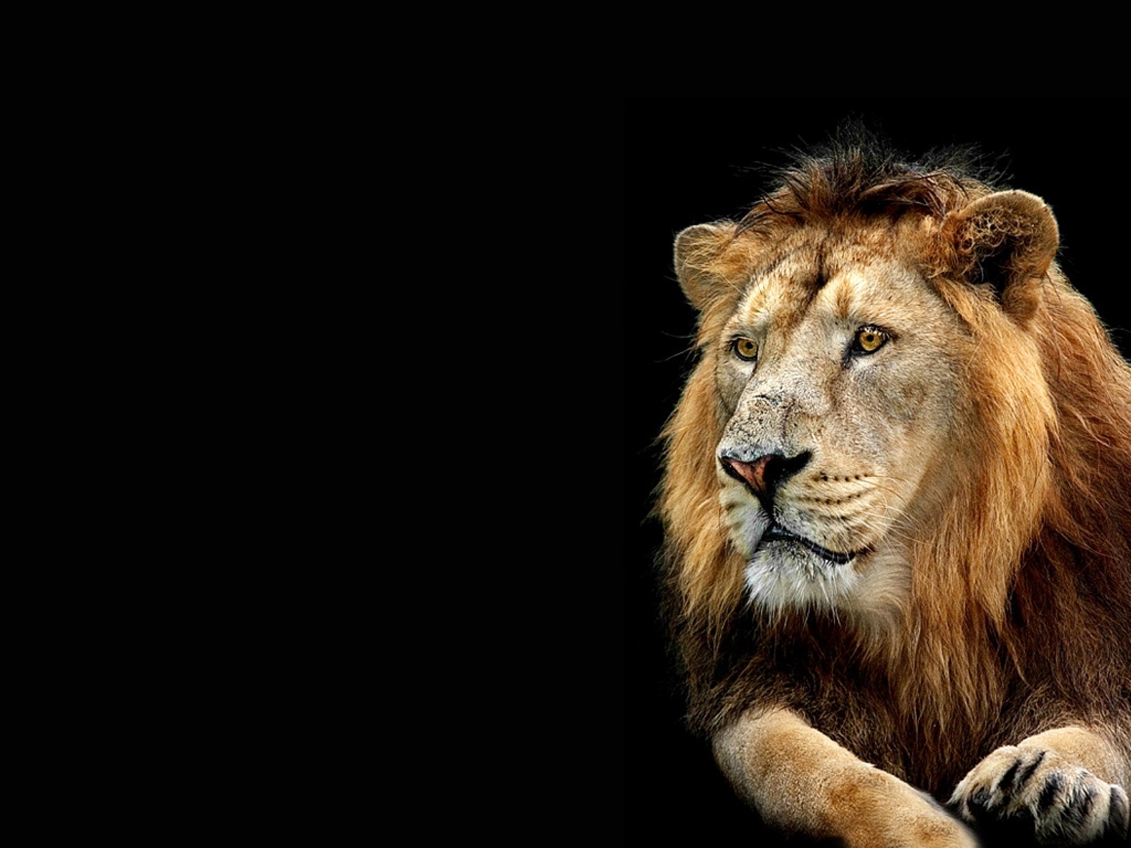 3D Lion Wallpapers