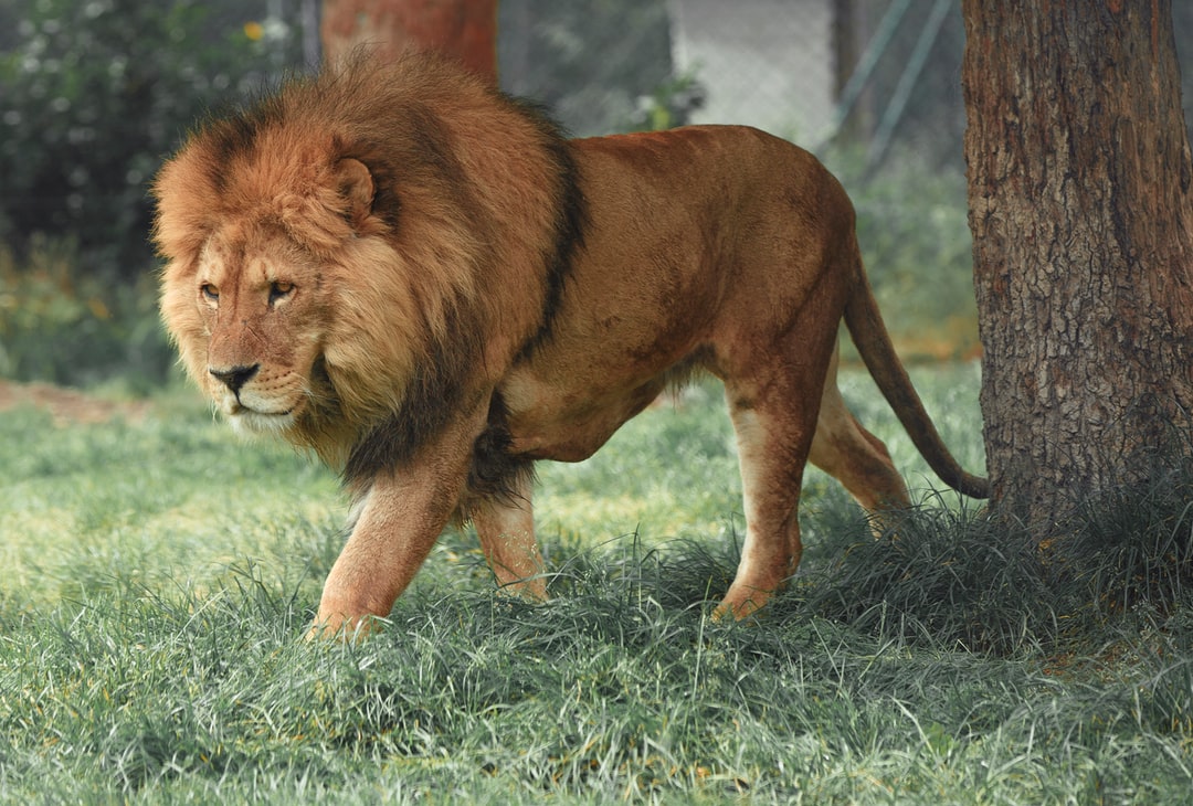 3D Lion Wallpapers