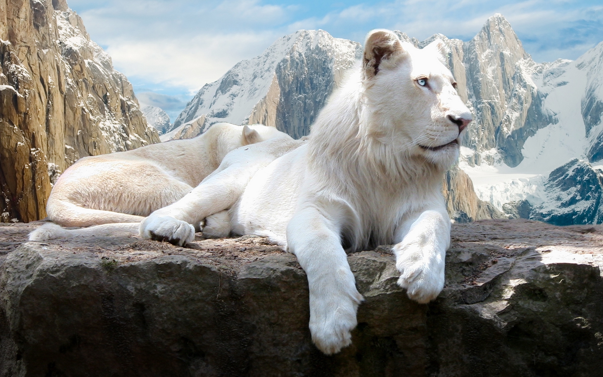 3D Lion Wallpapers