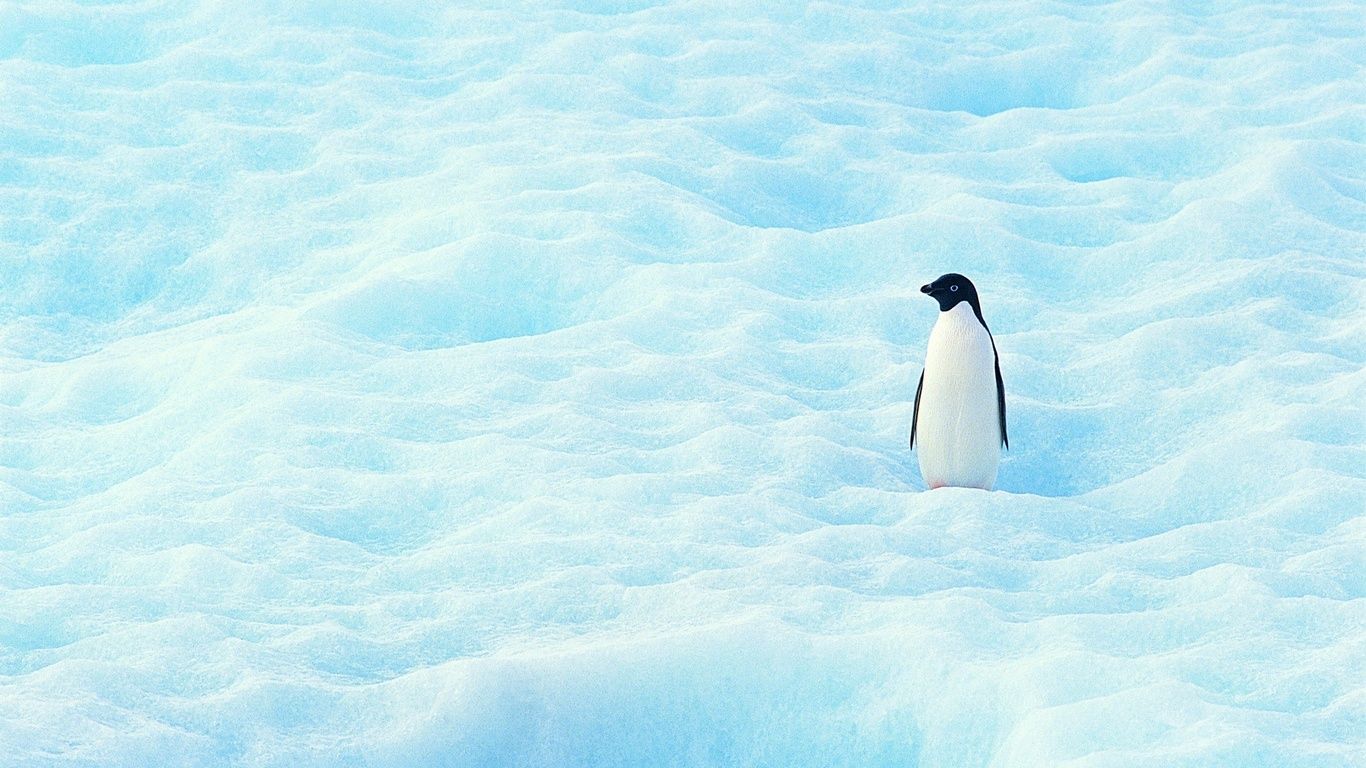 3D Penguin Wallpapers