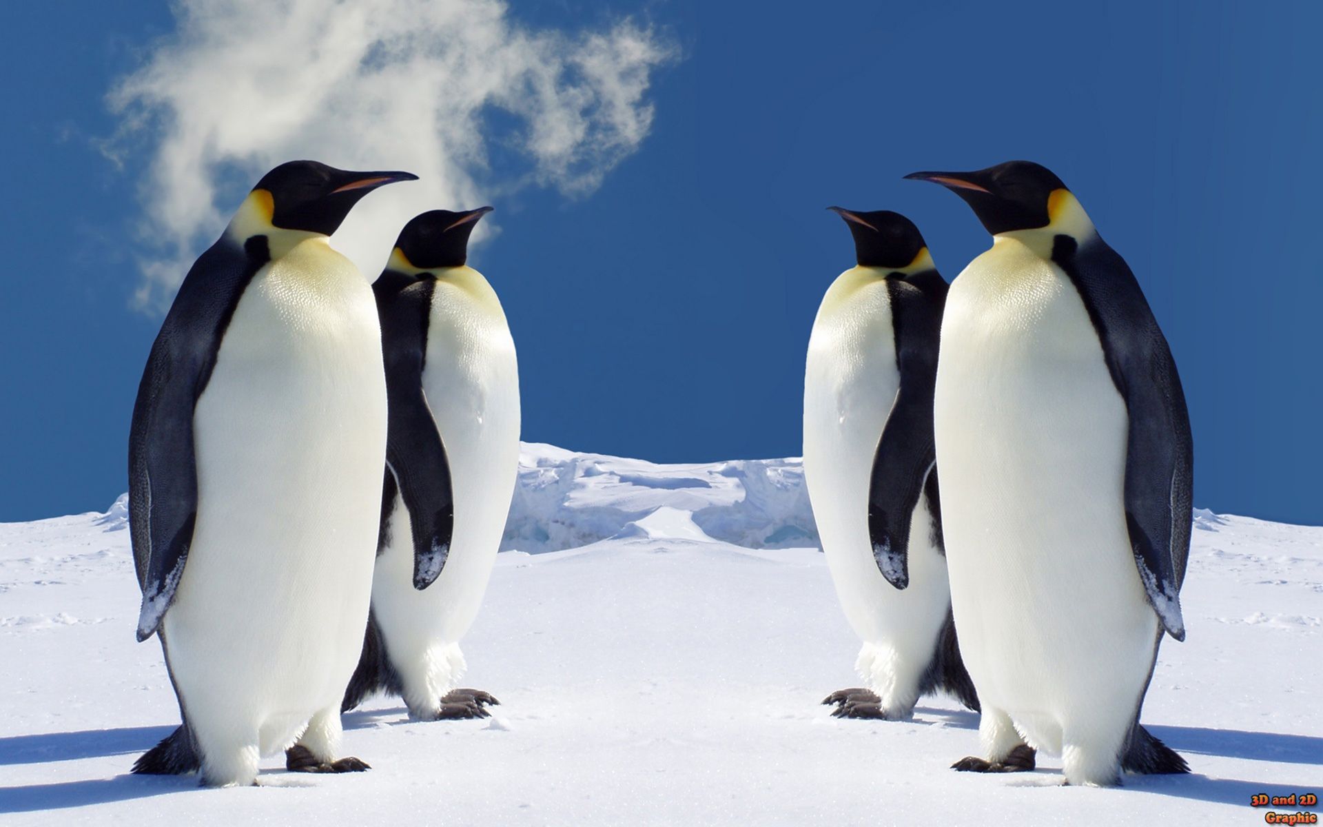 3D Penguin Wallpapers