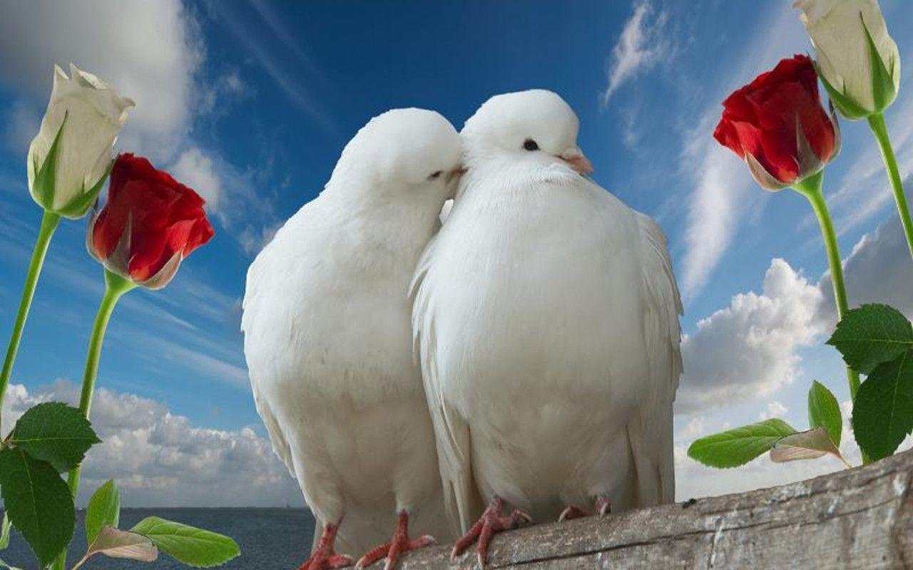 3D Love Birds Wallpapers