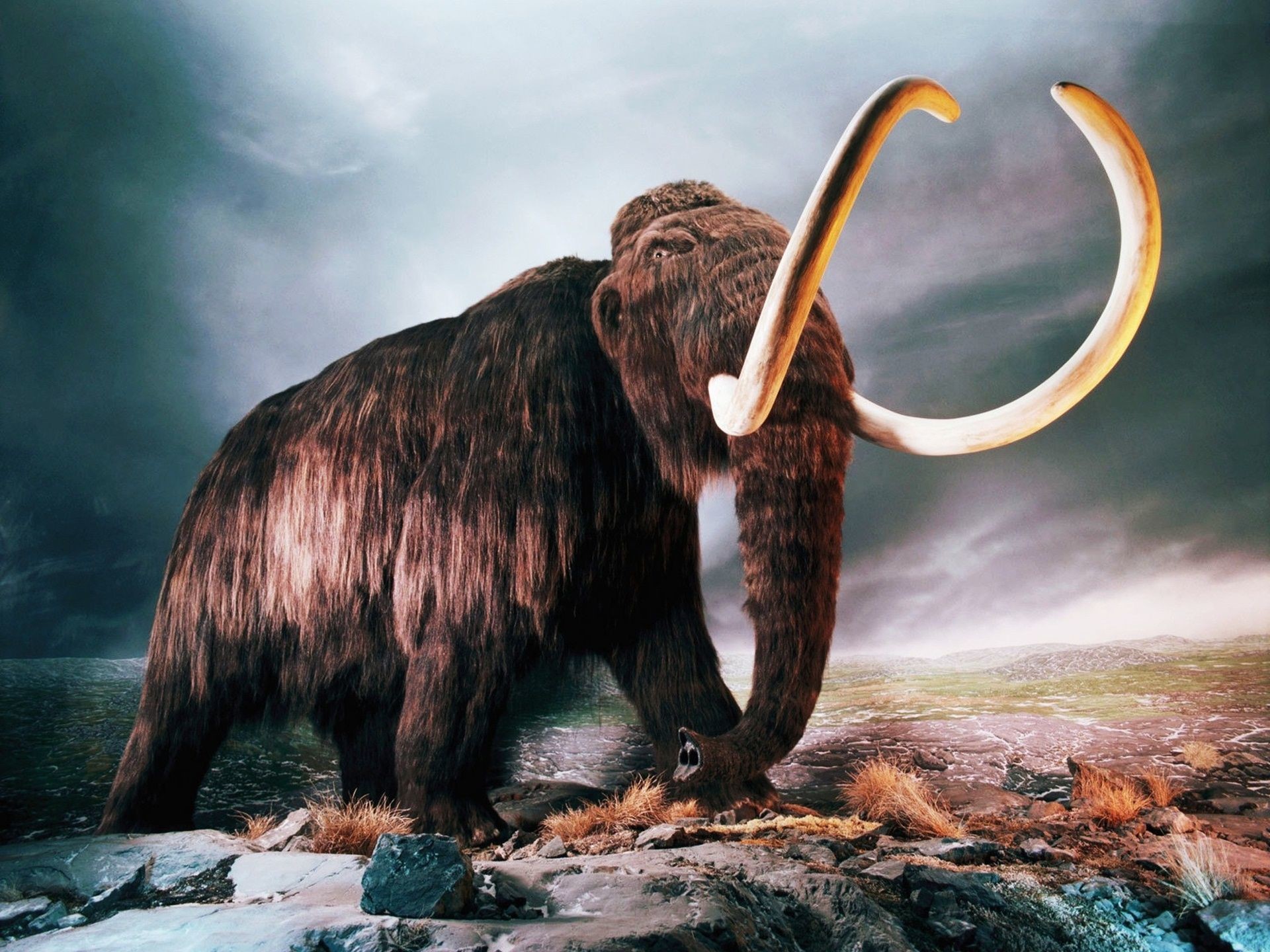 4K Cute Baby Mammoth Wallpapers
