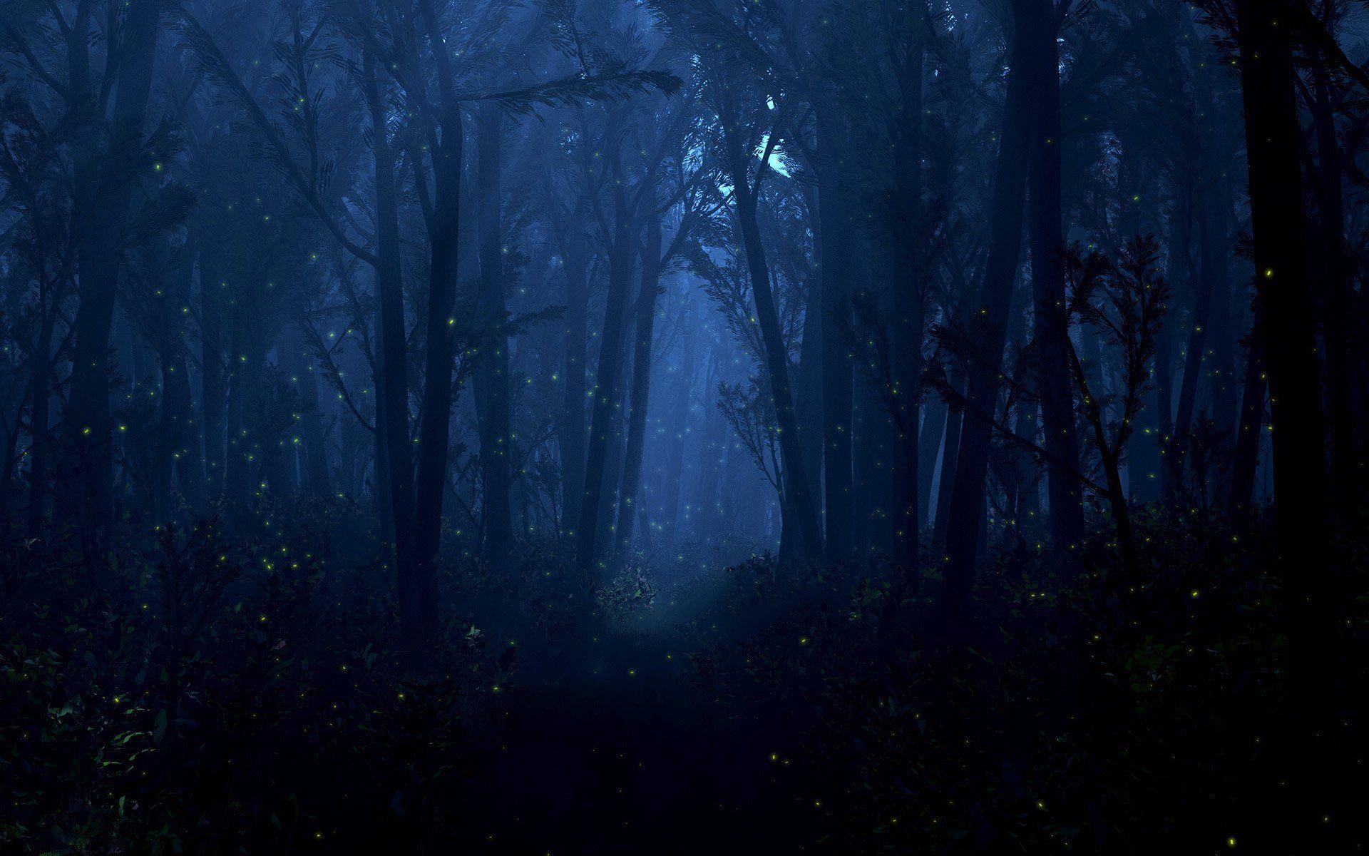 A Forest Night 4K Wallpapers