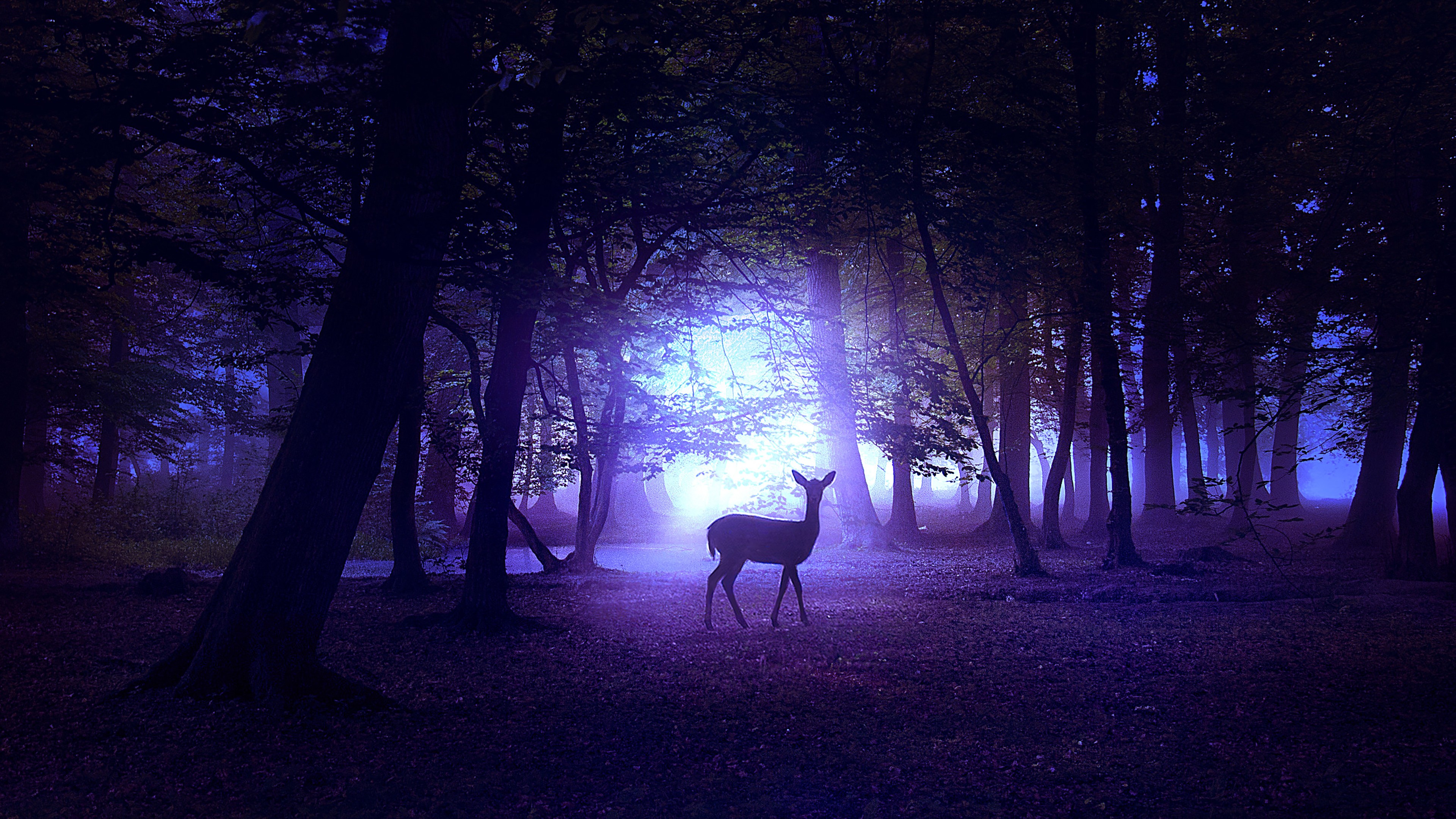 When moonlight shines in the forest. Ночной сказочный лес. Сказочный лес ночью. «Ночь в лесу». Олень ночью.