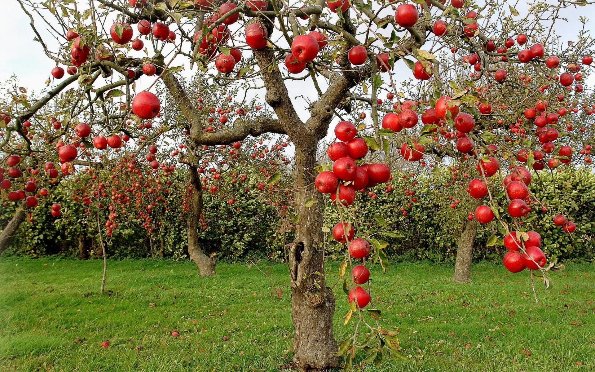 Apple Leaf Logo Wallpapers