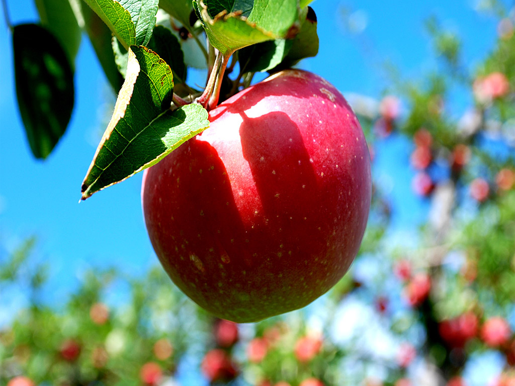 Apple Leaf Logo Wallpapers