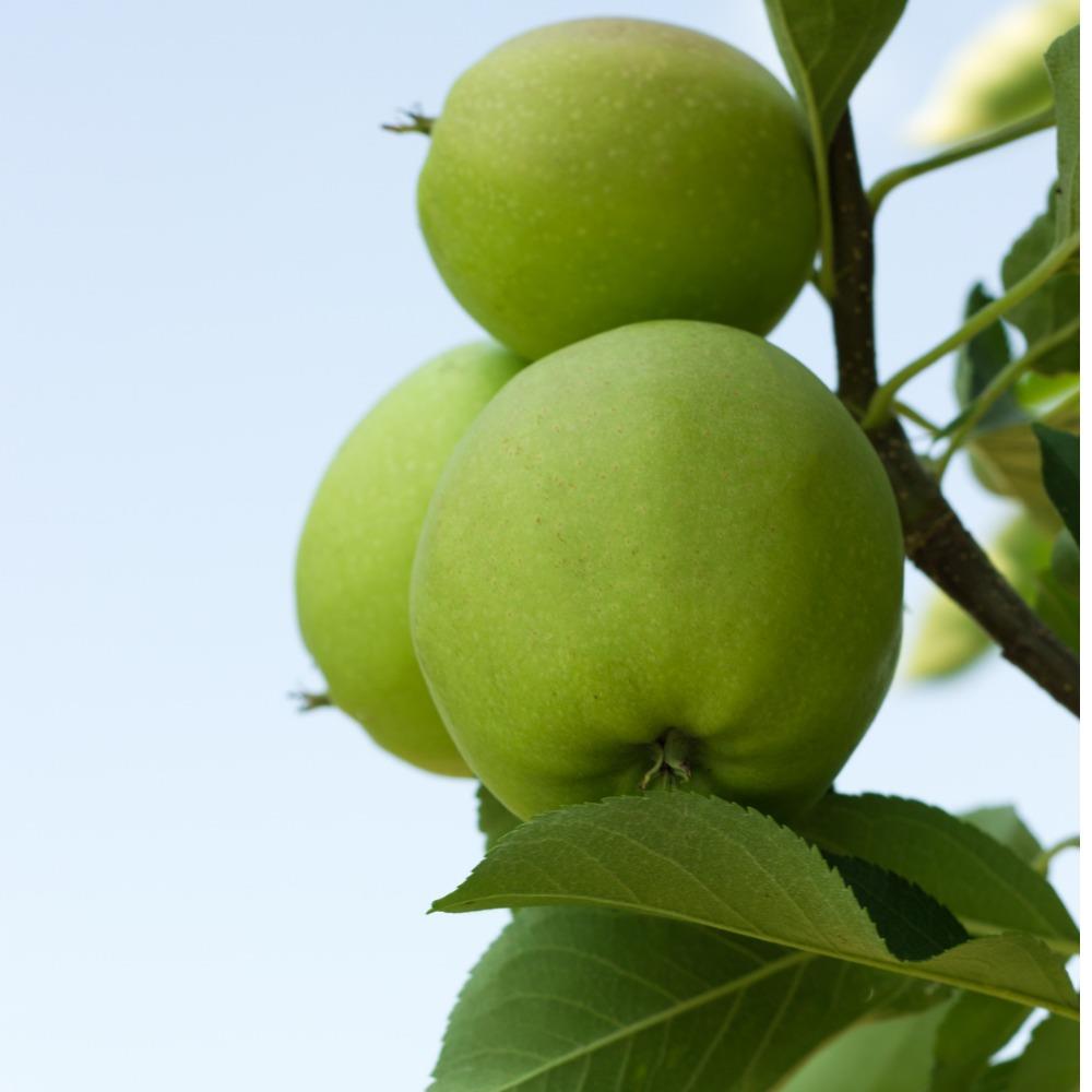 Apple Leaf Logo Wallpapers