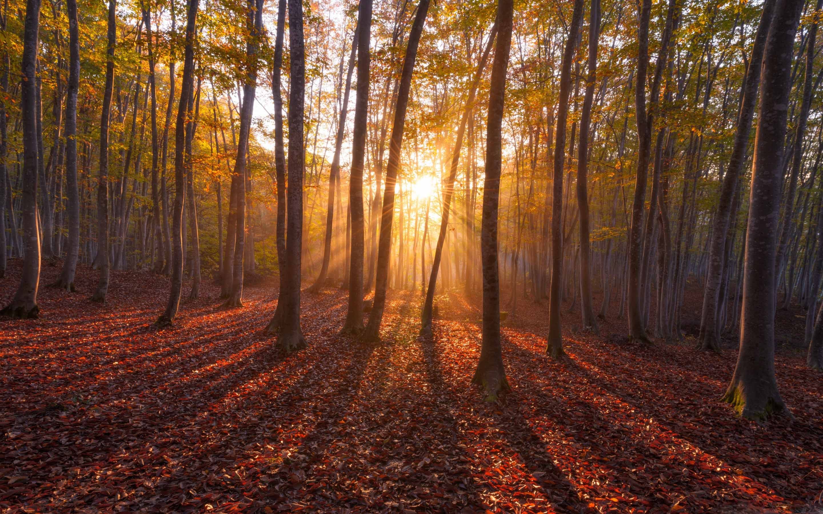 Beautiful Artistic Sunrise In Forest Wallpapers