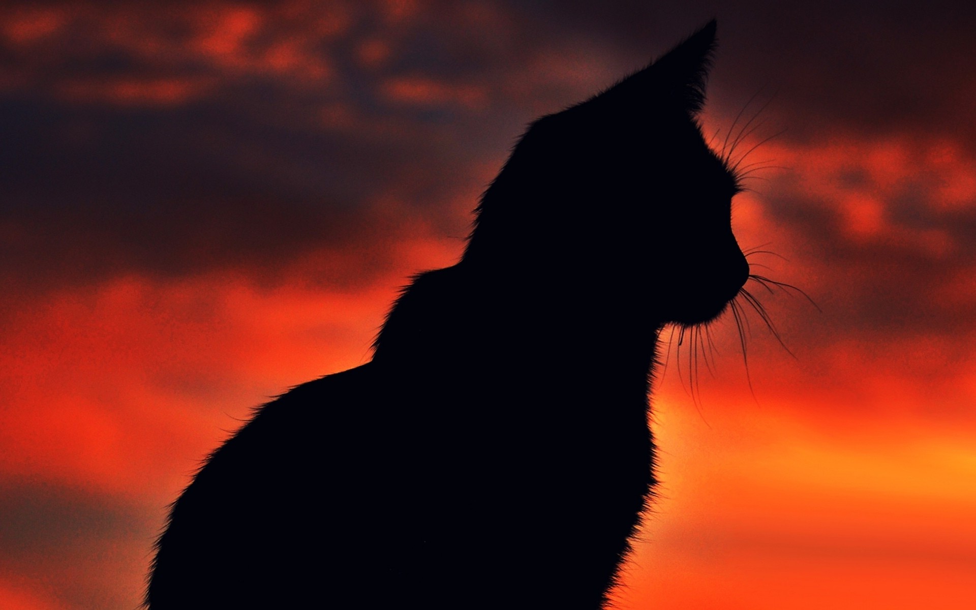 Big Cat In Sunset Wallpapers