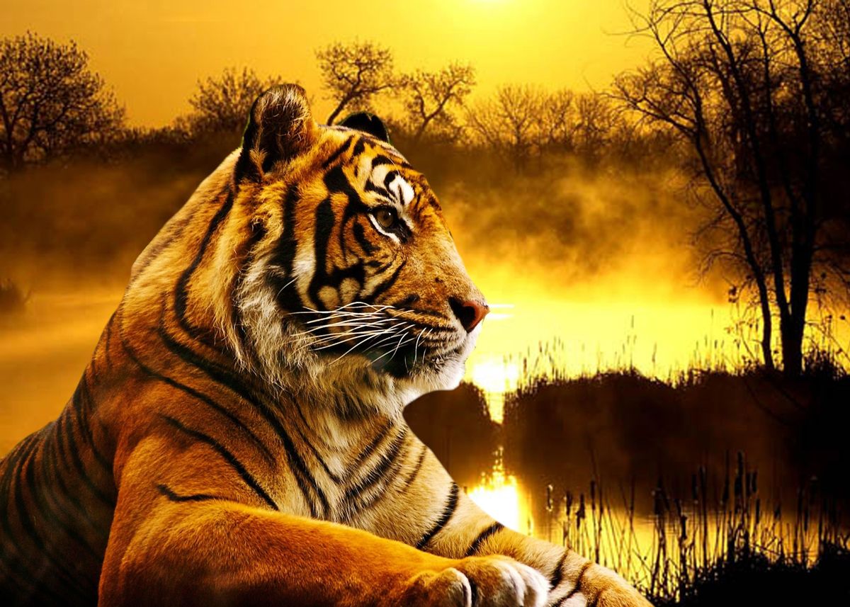 Big Cat In Sunset Wallpapers
