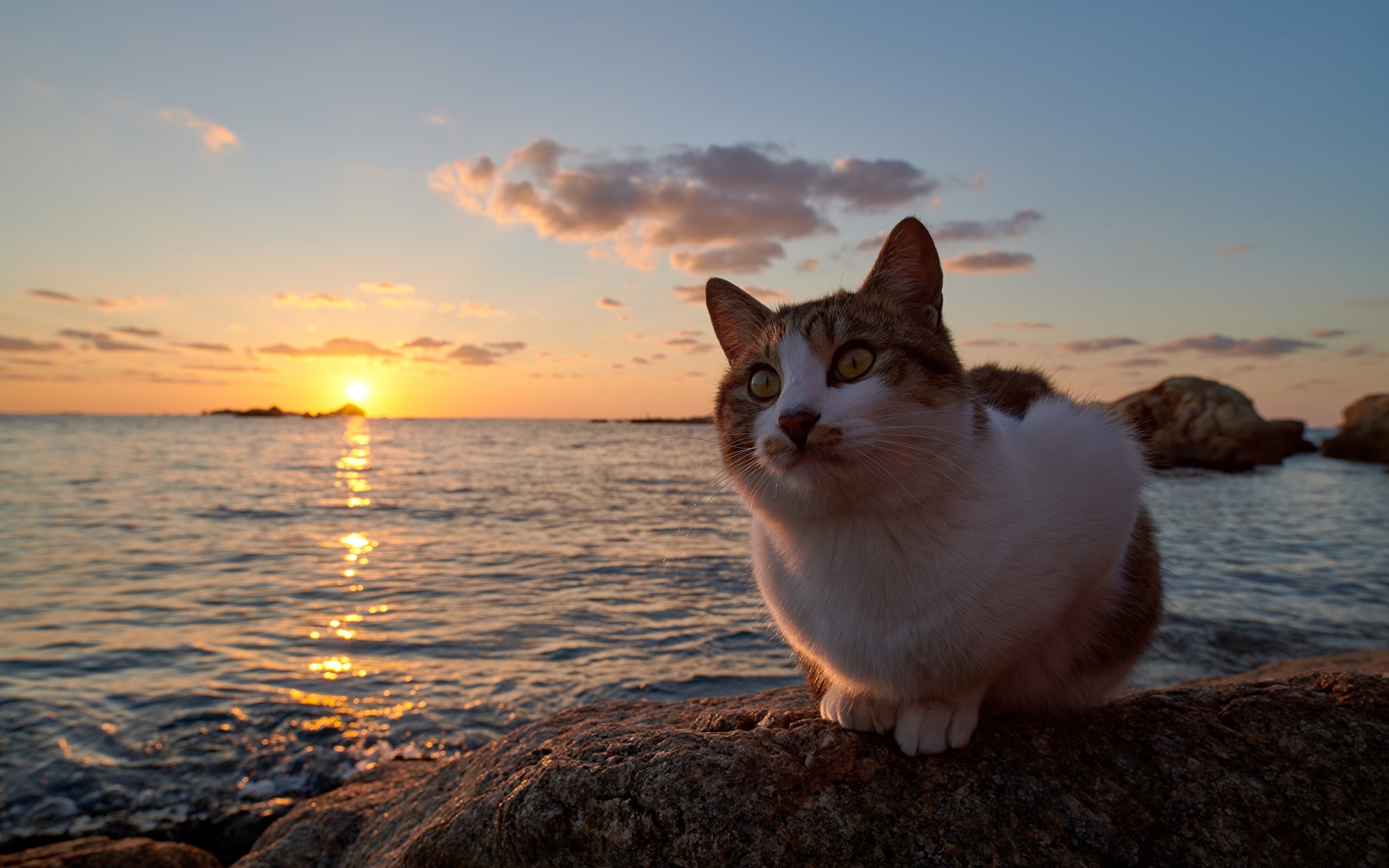 Big Cat In Sunset Wallpapers