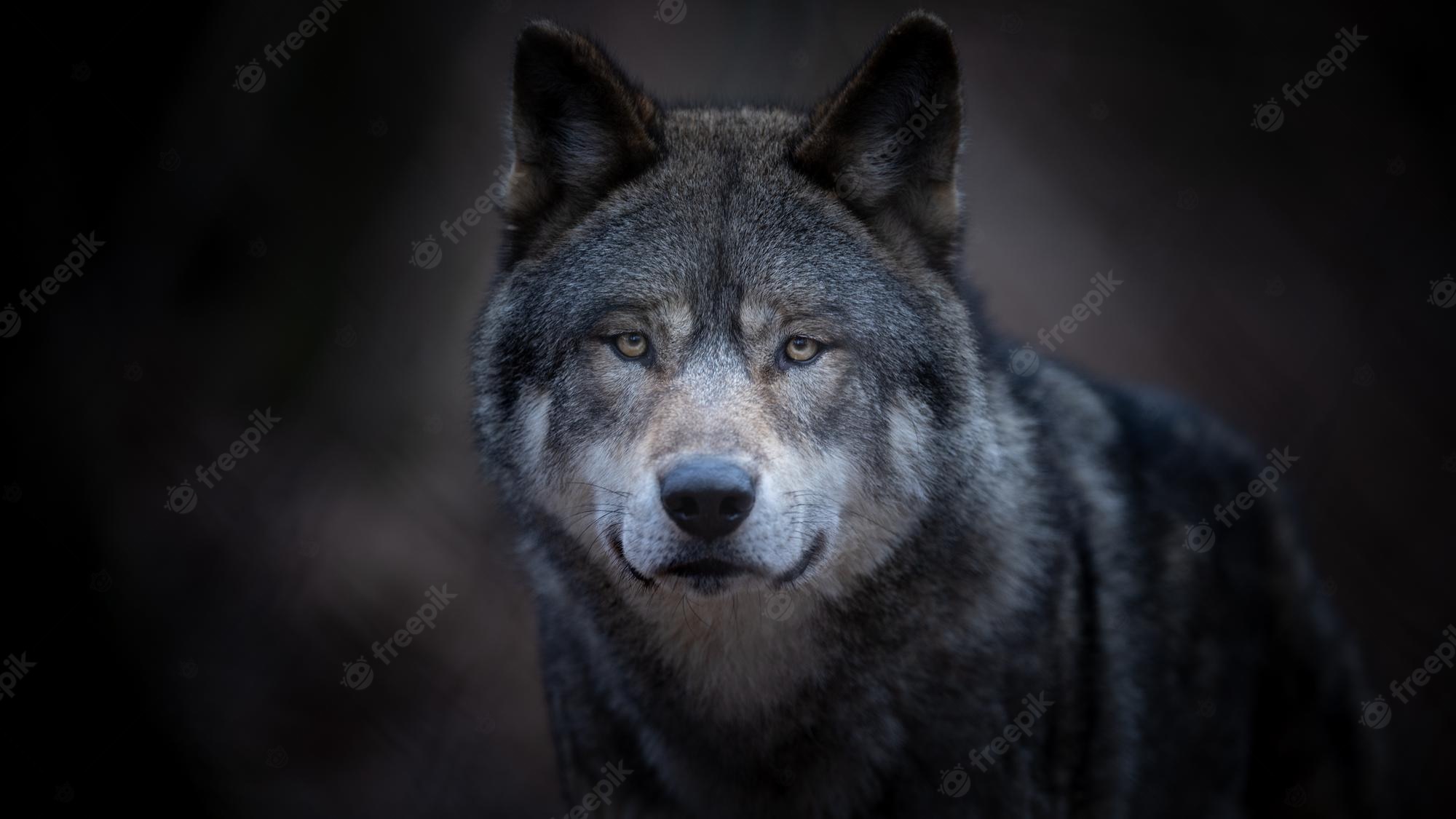 Colorful Closed Eyes Wolf Head Women Face Wallpapers