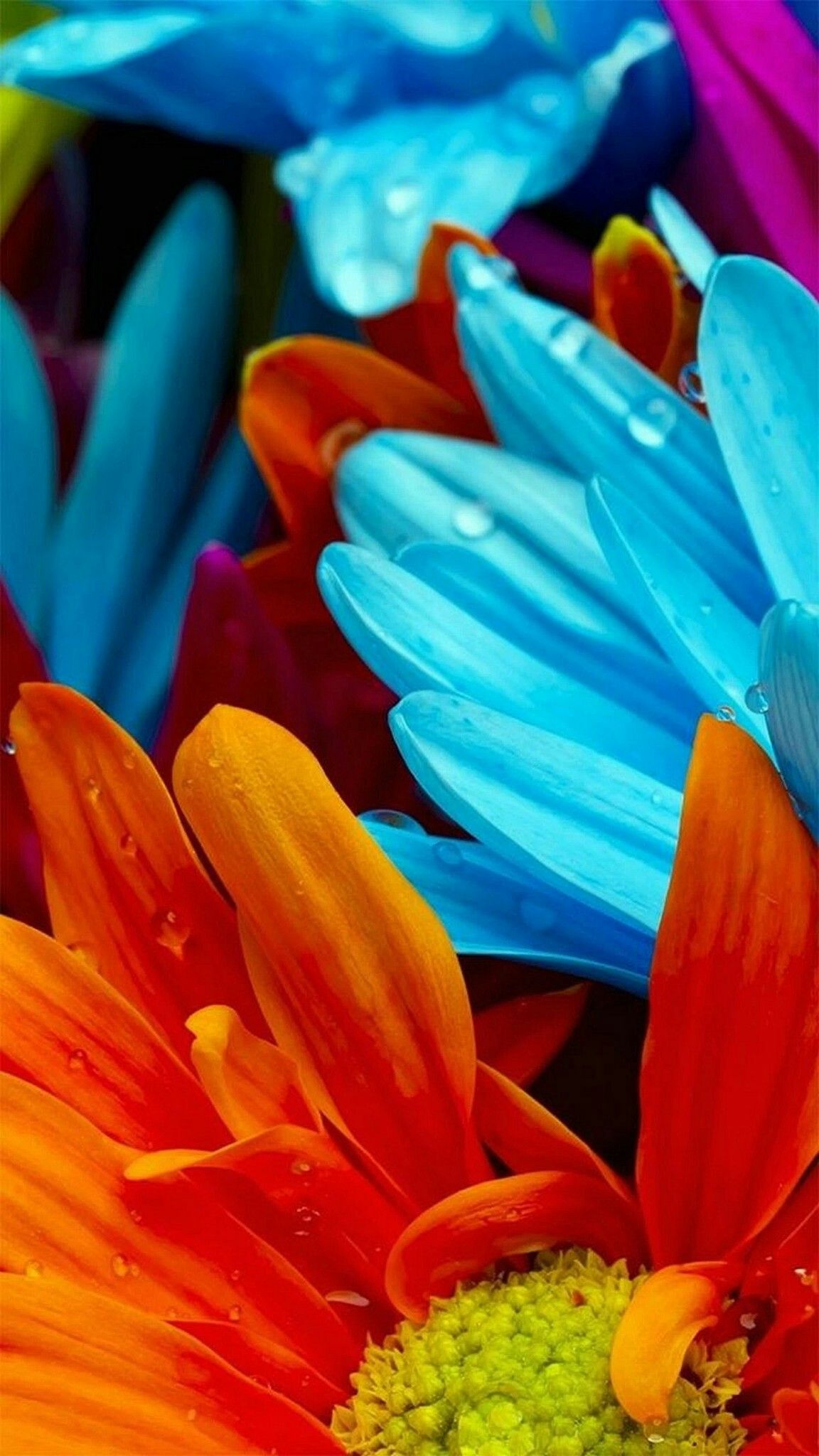 Colorful Flower Wallpapers