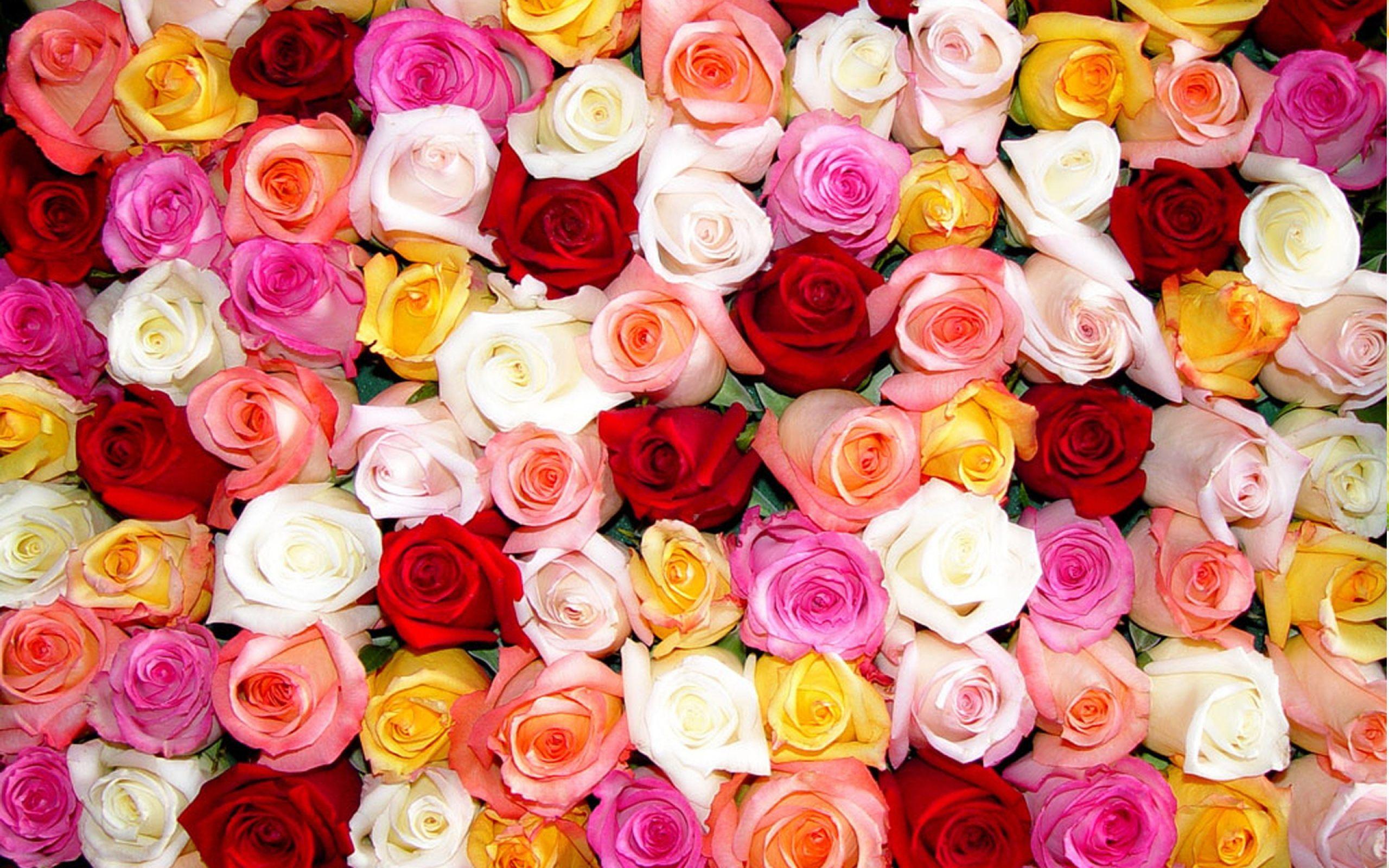 Colorful Flower Wallpapers