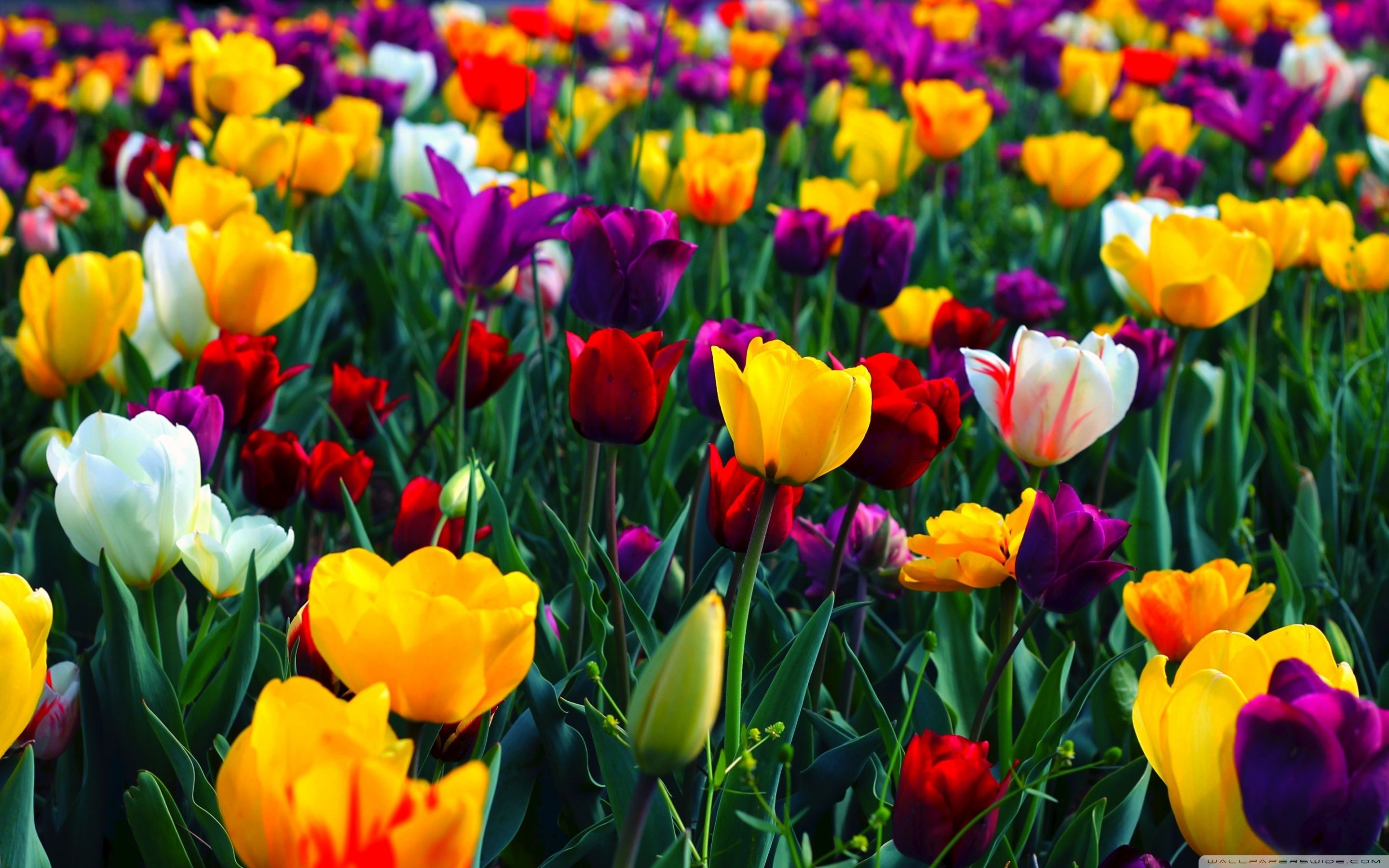 Colorful Flower Wallpapers