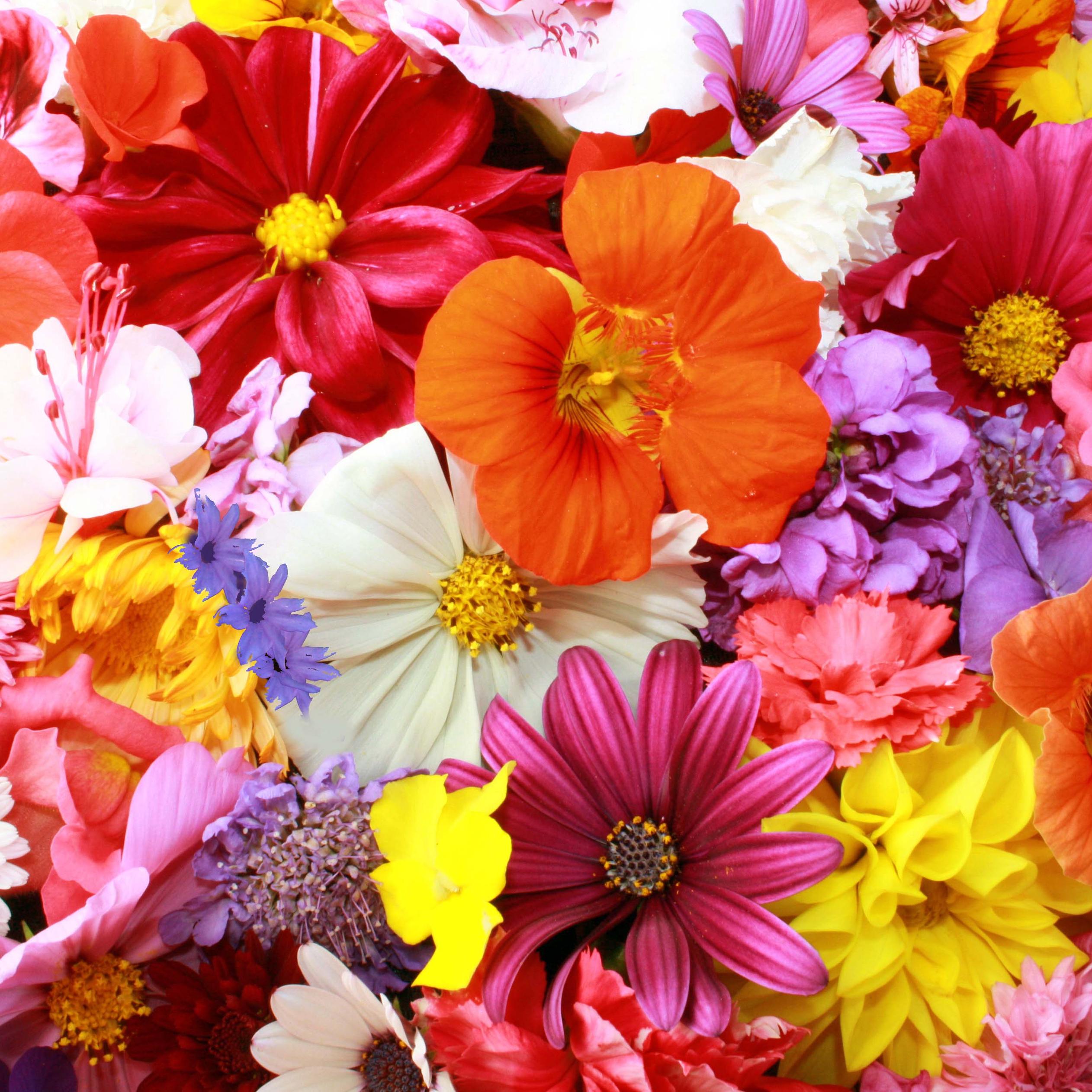 Colorful Flower Wallpapers