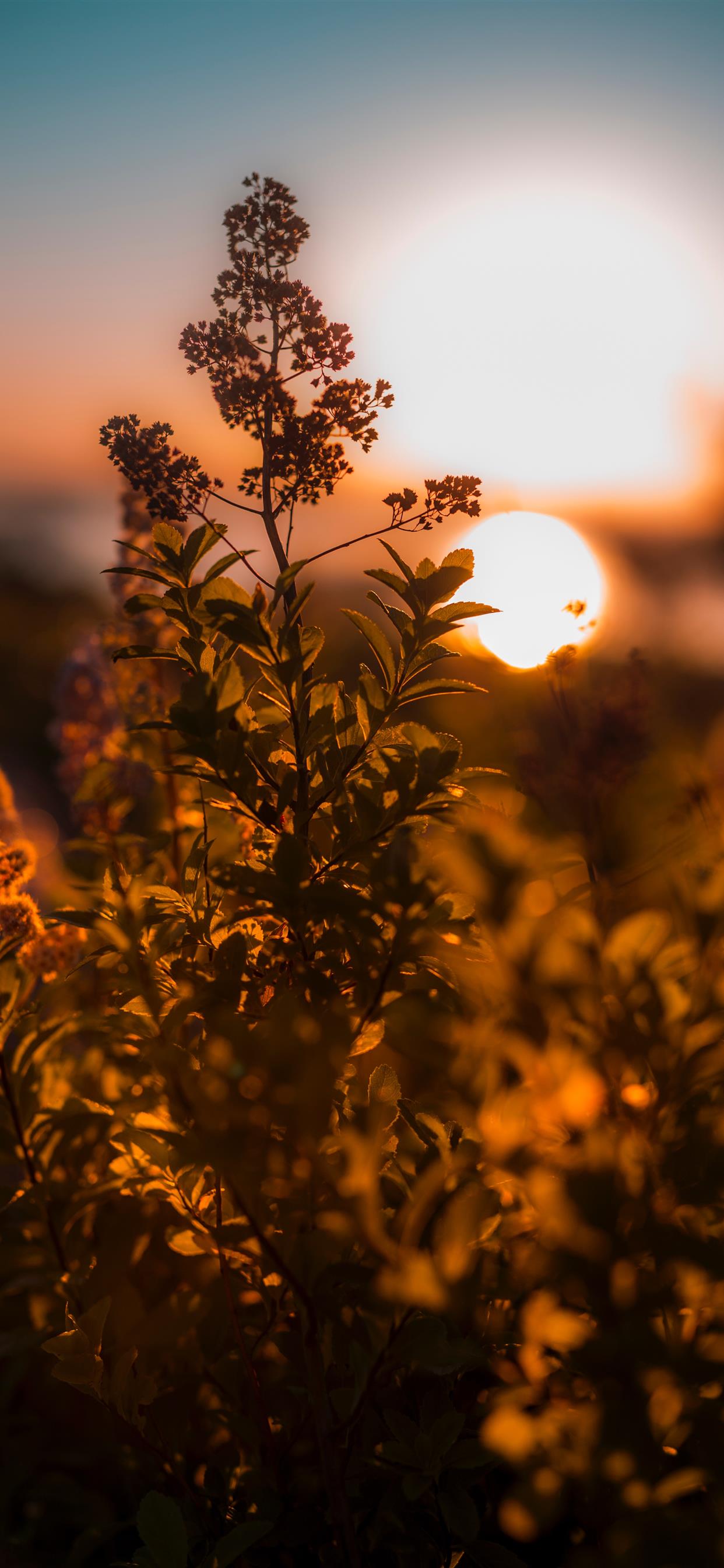 Couple In Sunrise Wallpapers