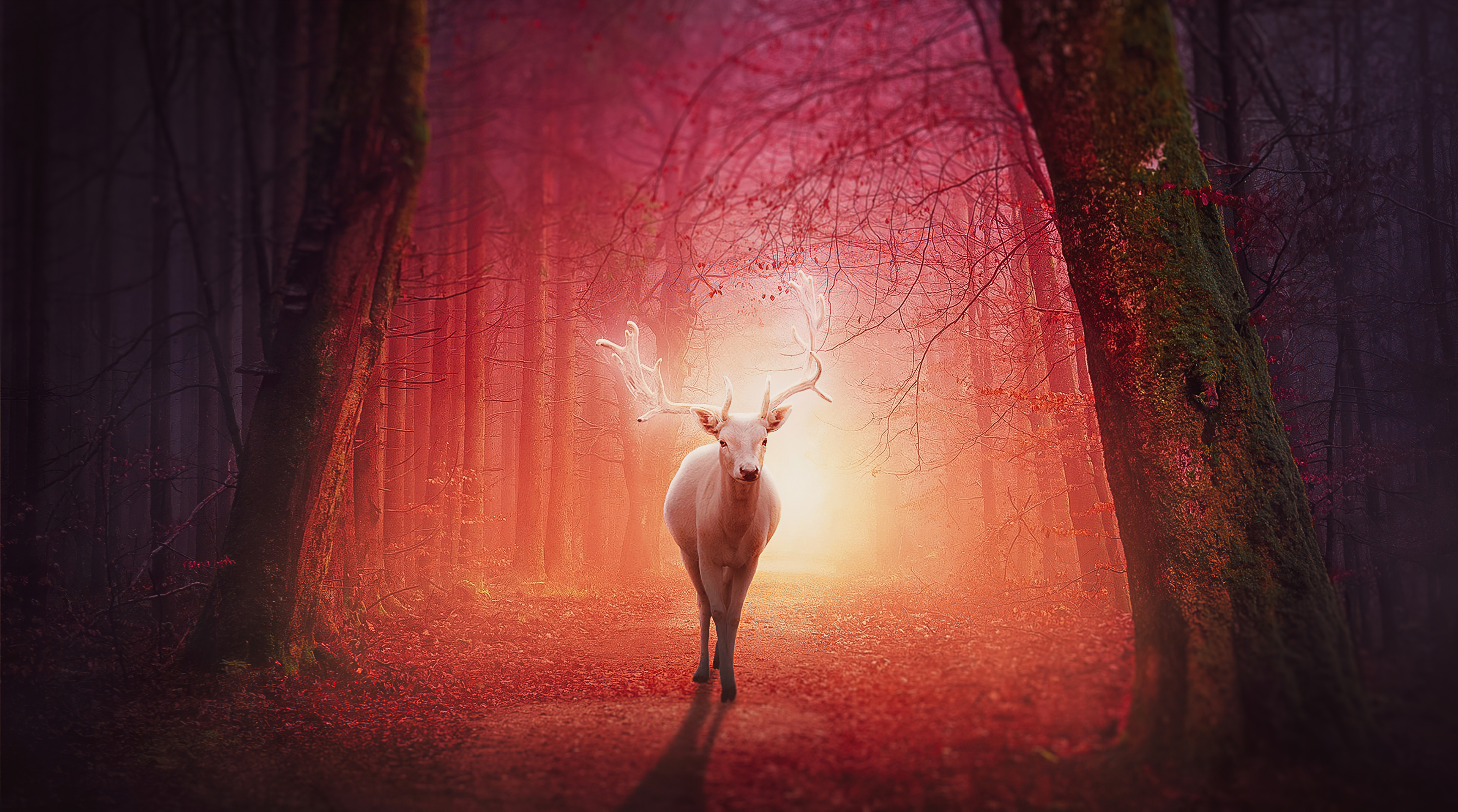 Deer 4K Forest Art Wallpapers