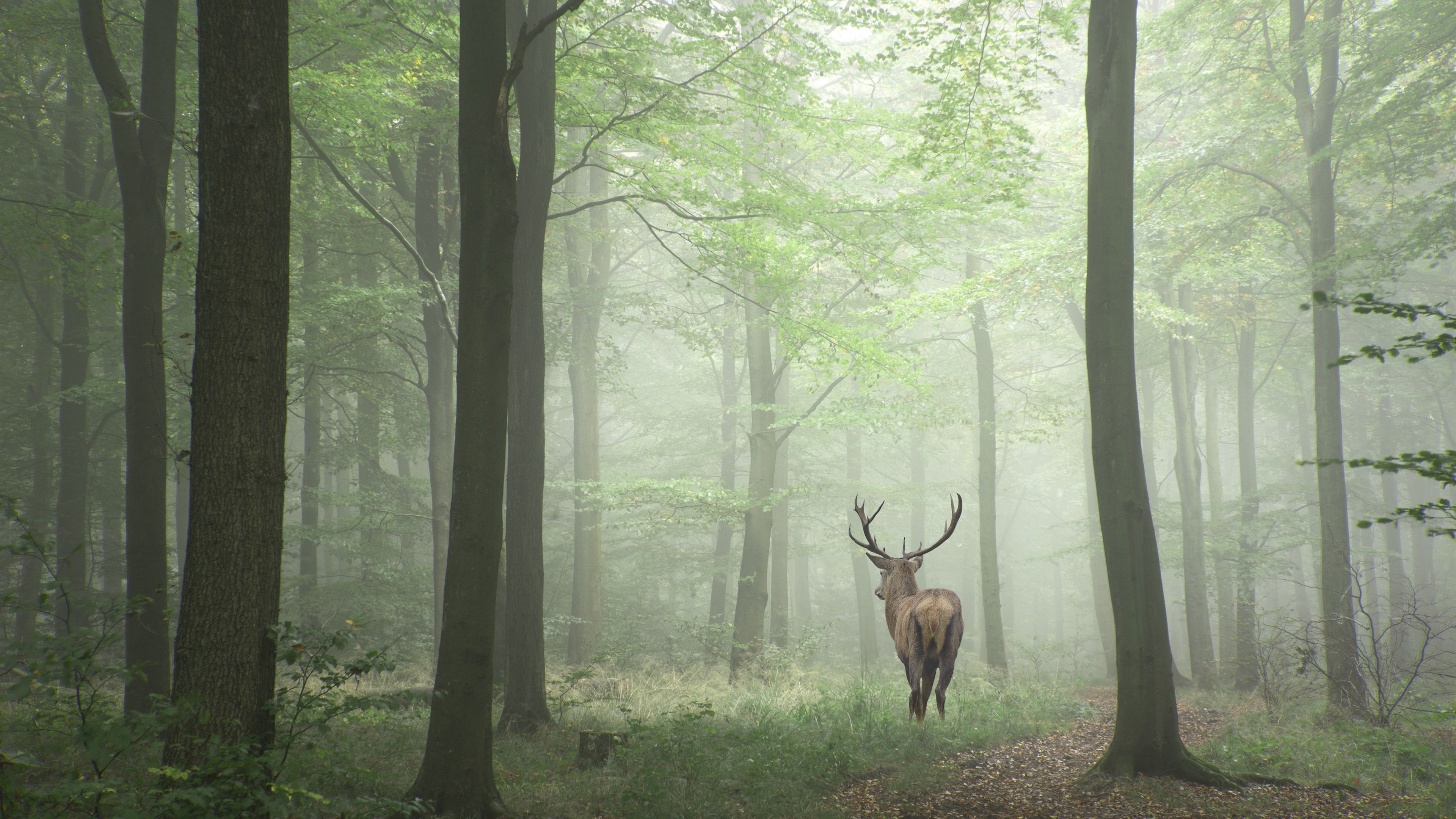 Deer 4K Forest Art Wallpapers