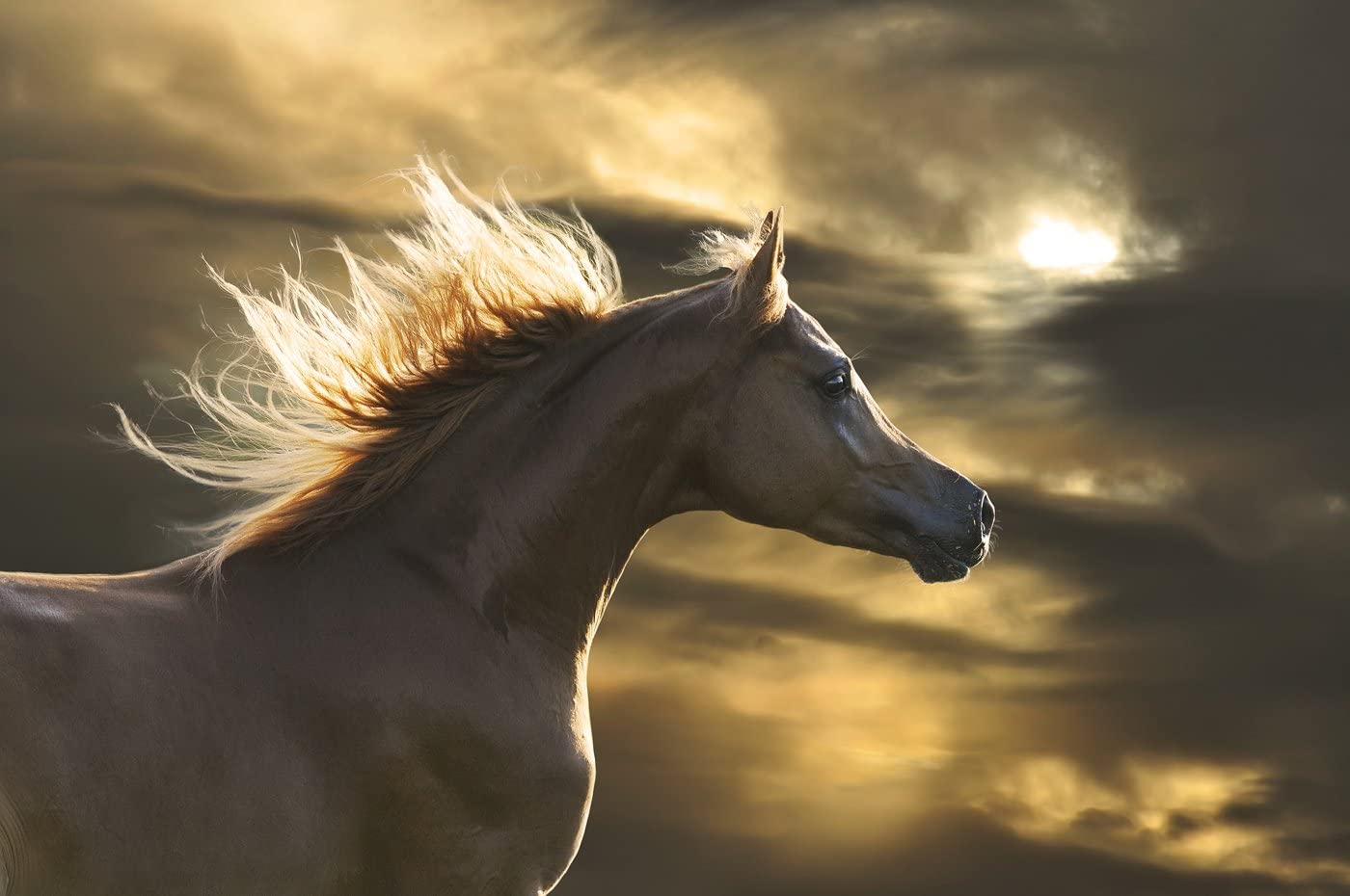 Evil Riding Horse In Sunset Wallpapers