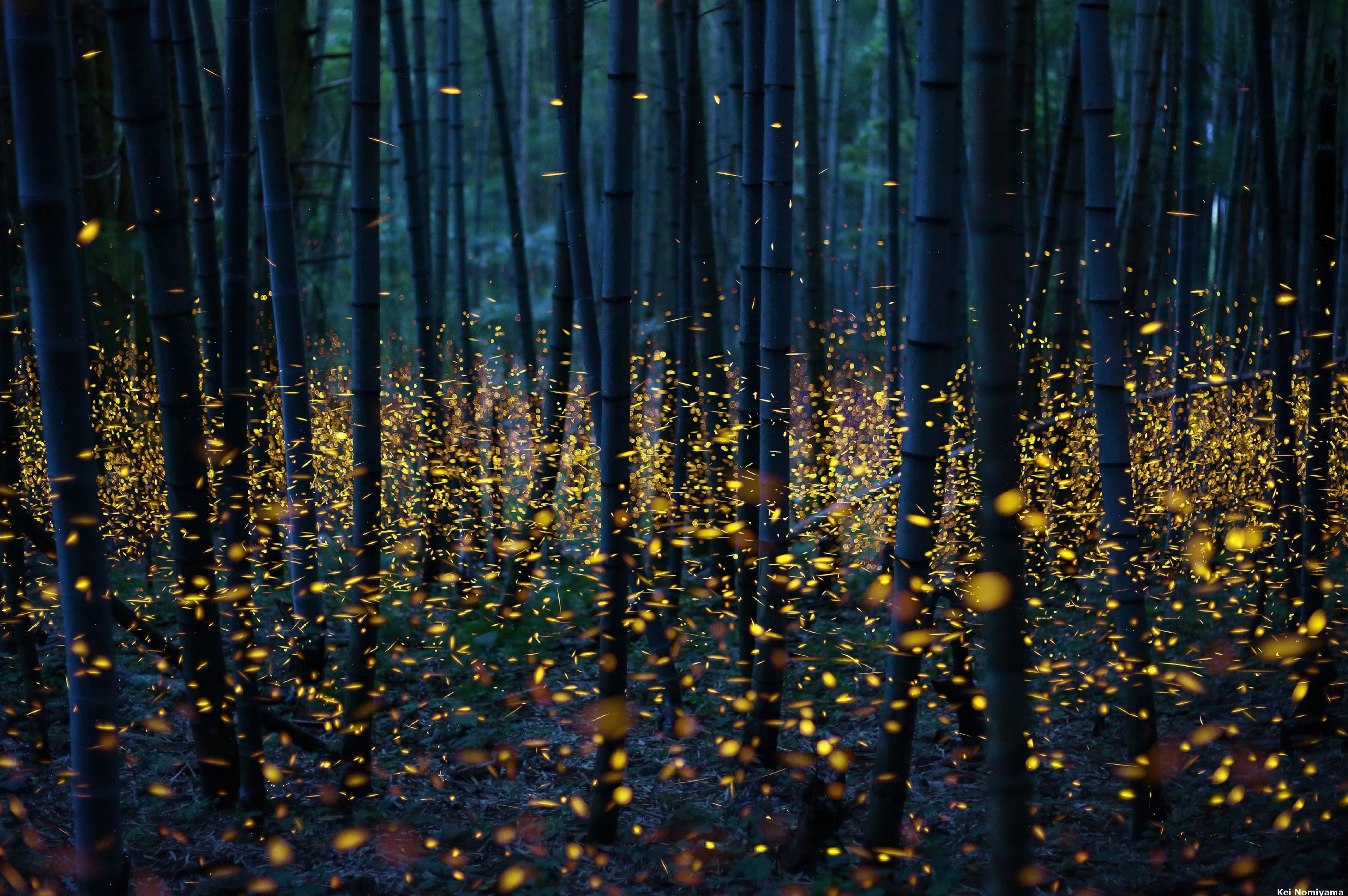 Fireflies Wallpapers