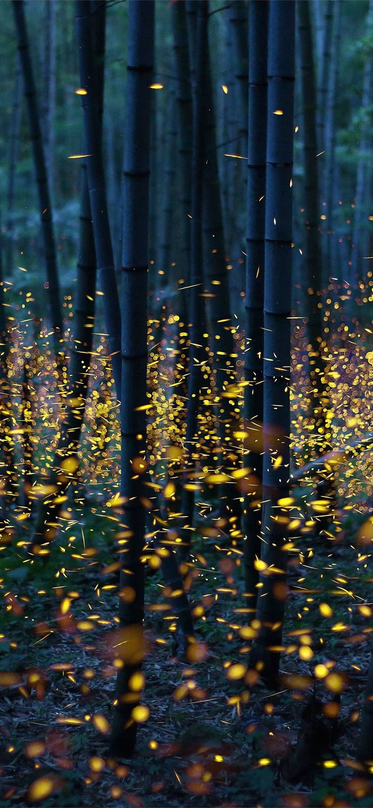 Fireflies Wallpapers