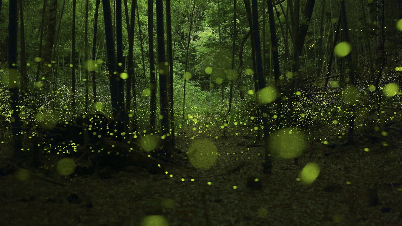 Fireflies Wallpapers