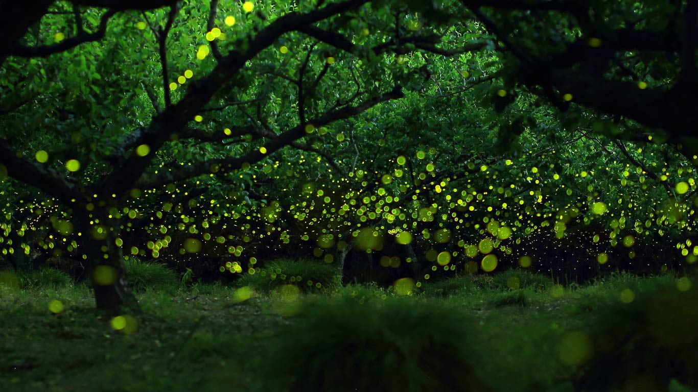 Fireflies Wallpapers