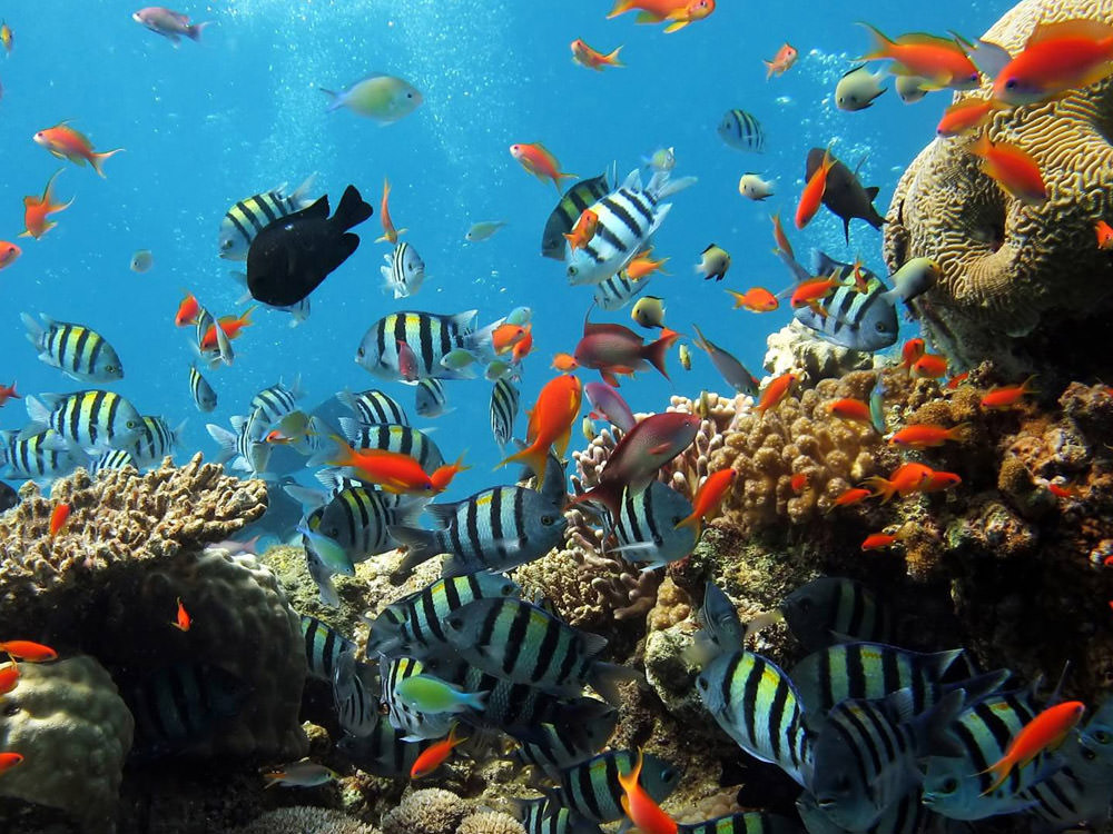 Fish Underwater Wallpapers