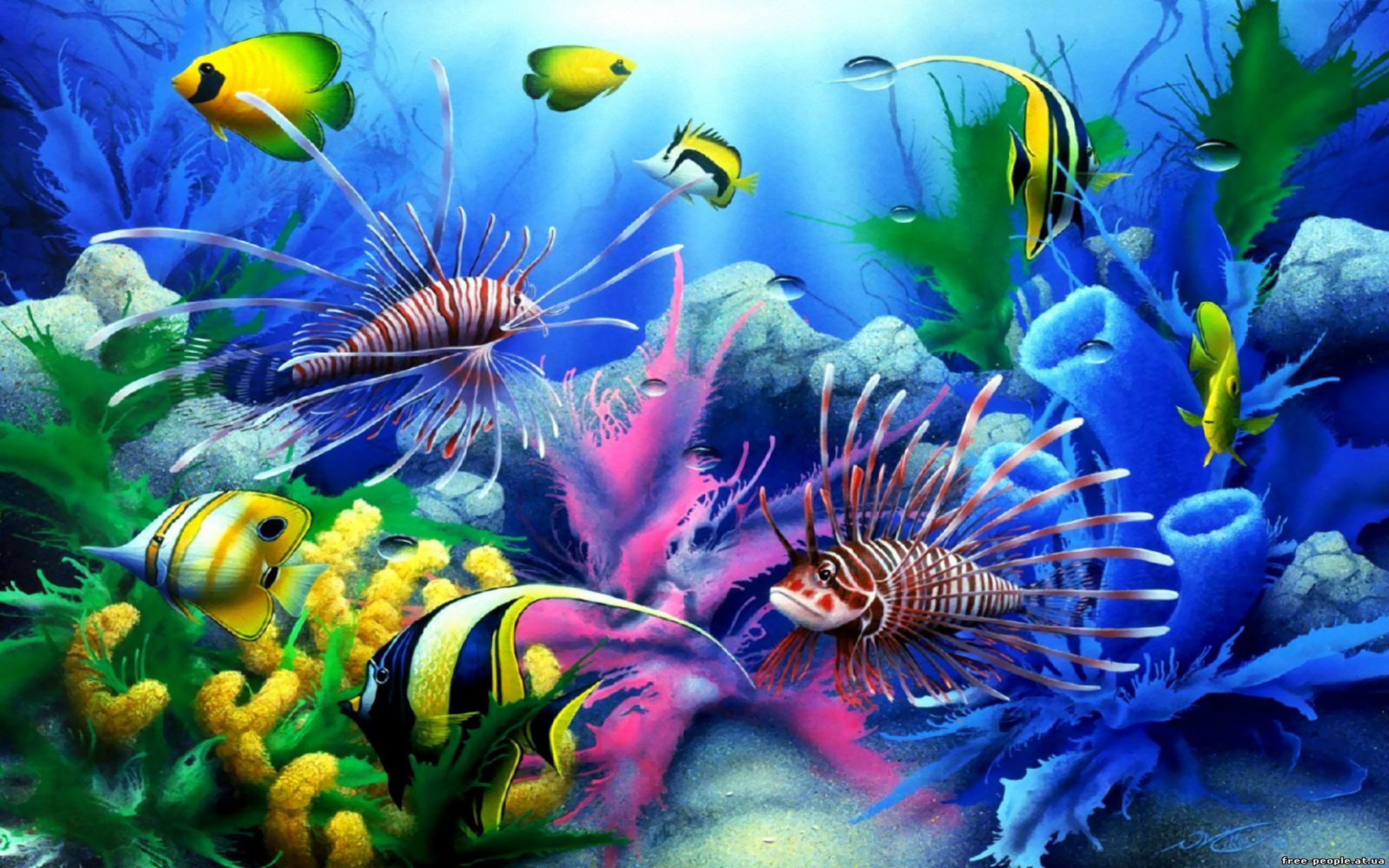 Fish Underwater Wallpapers