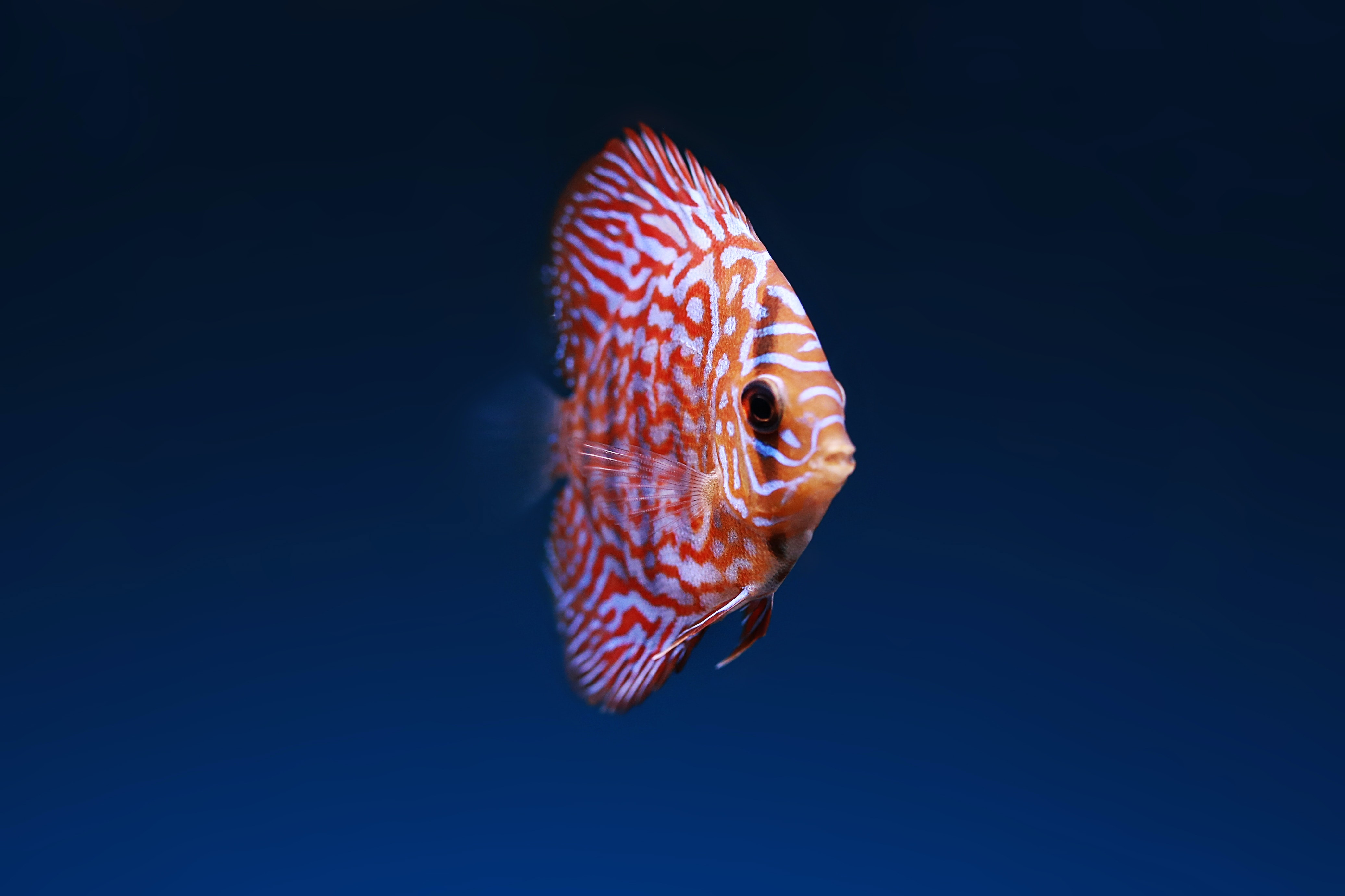 Fish Underwater Wallpapers