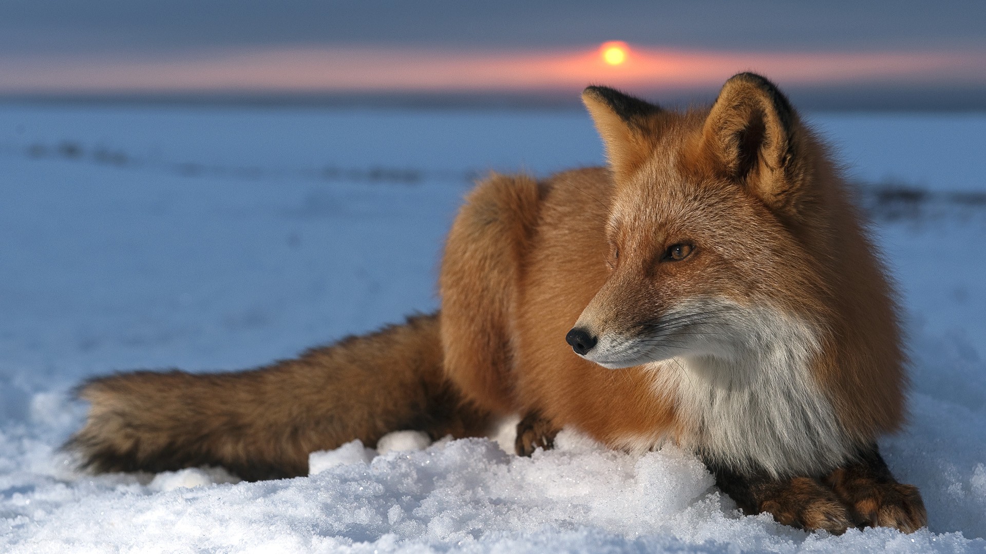 Fox Animal Artwork Wallpapers