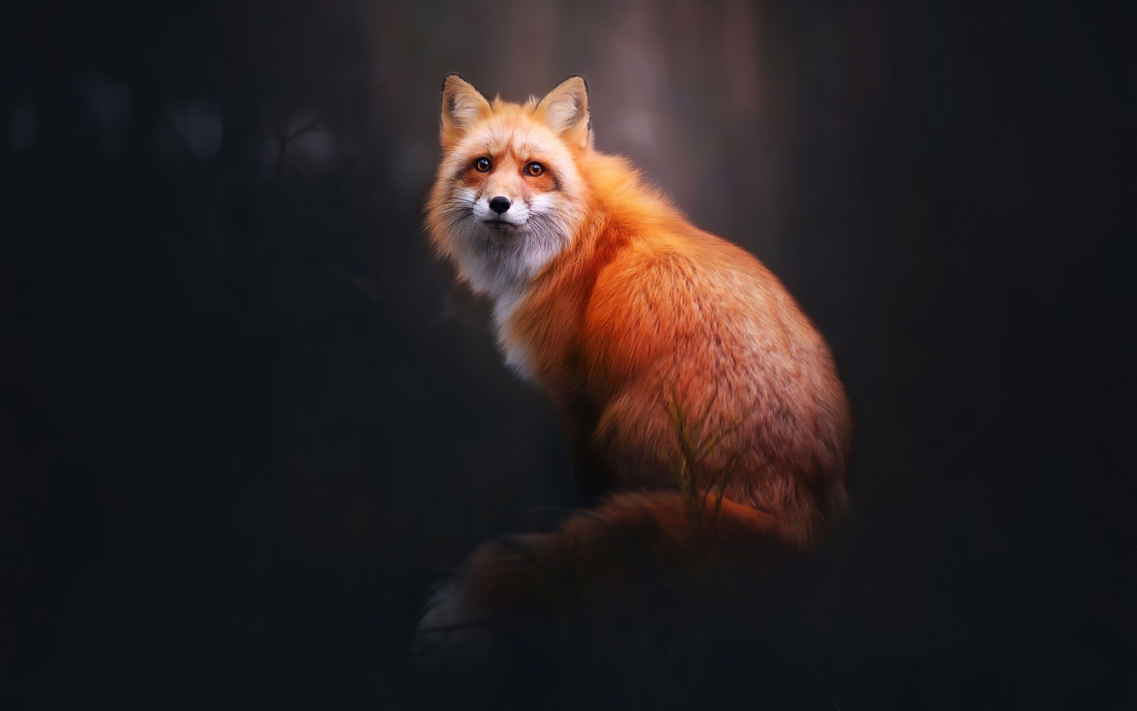 Fox Animal Artwork Wallpapers