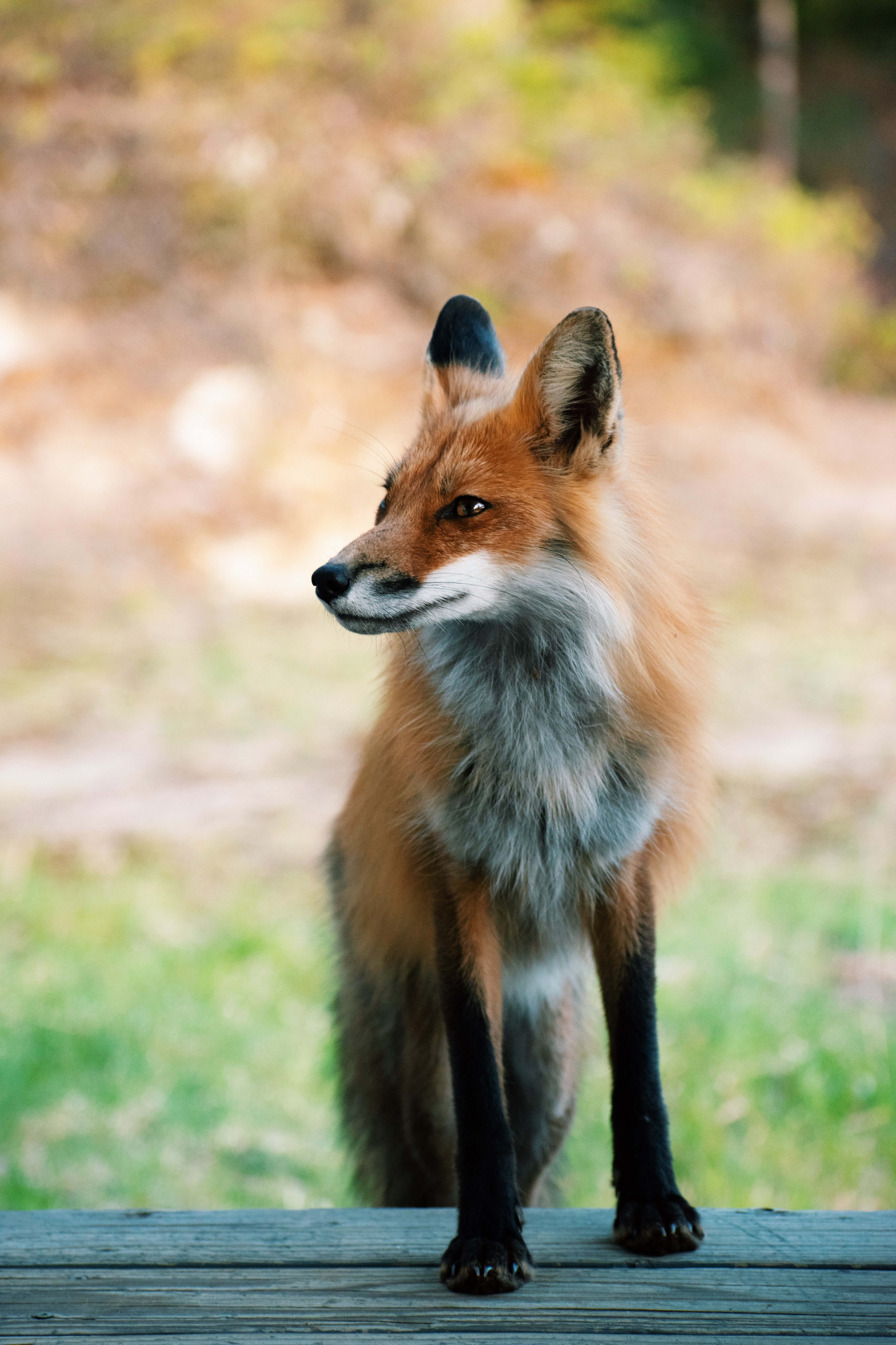 Fox Animal Artwork Wallpapers