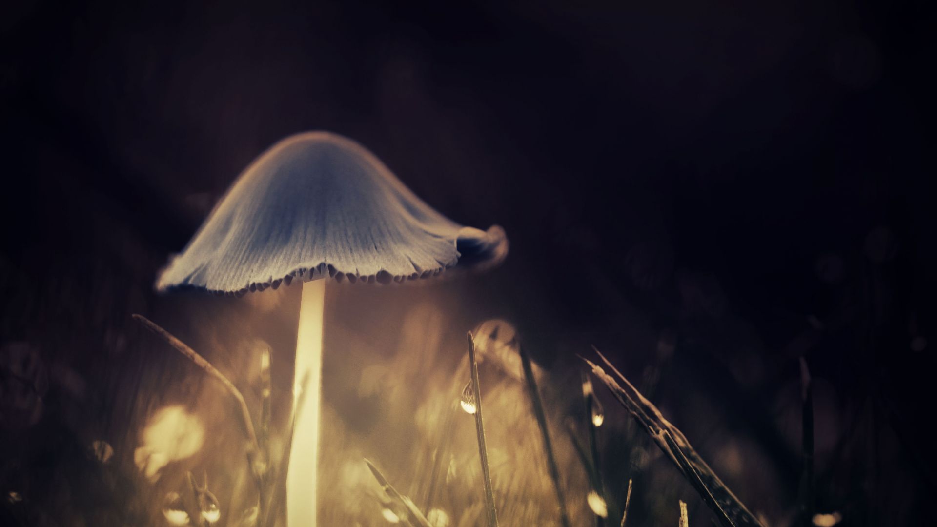 Glowing Mushroom Hd Wallpapers