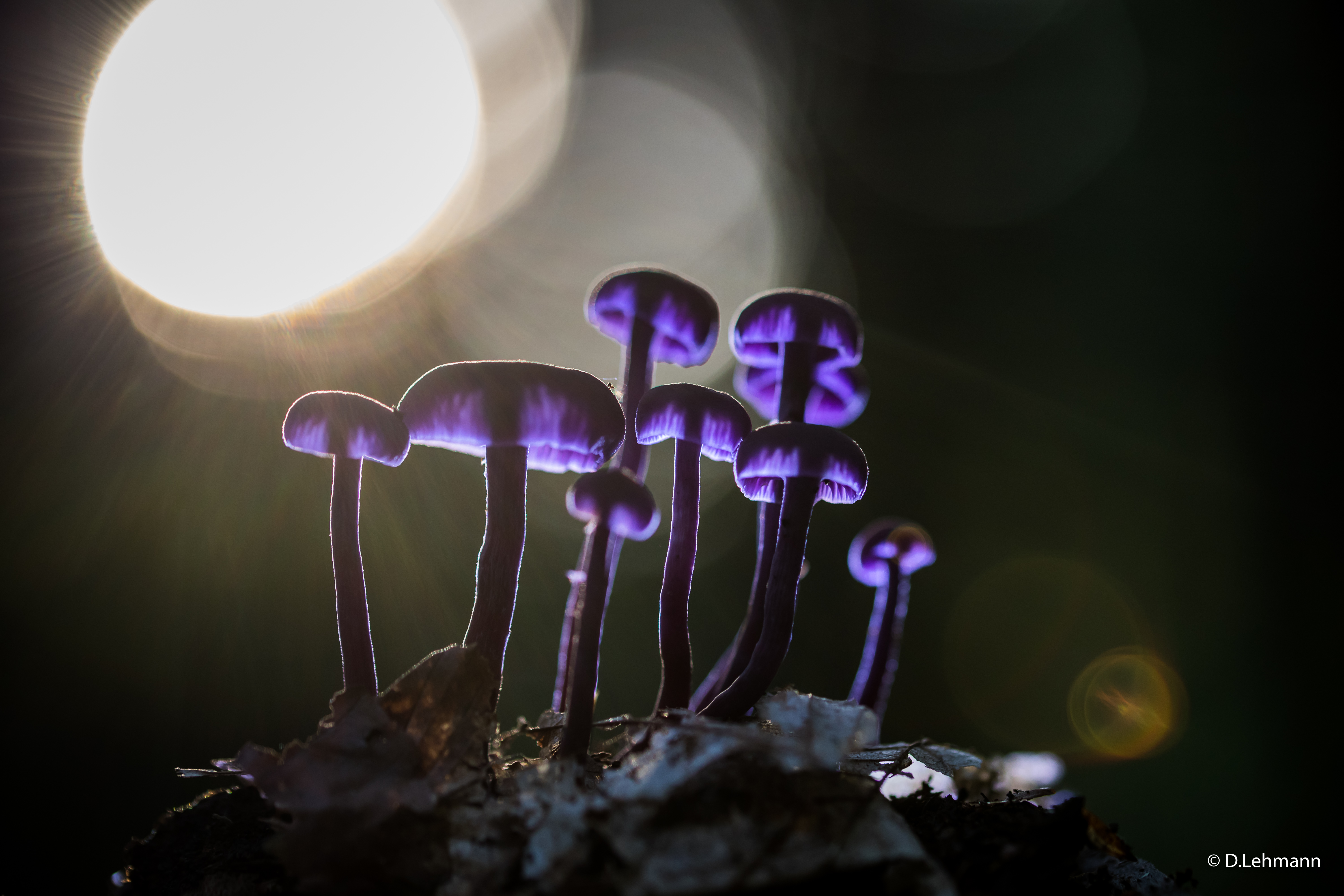 Glowing Mushroom Hd Wallpapers