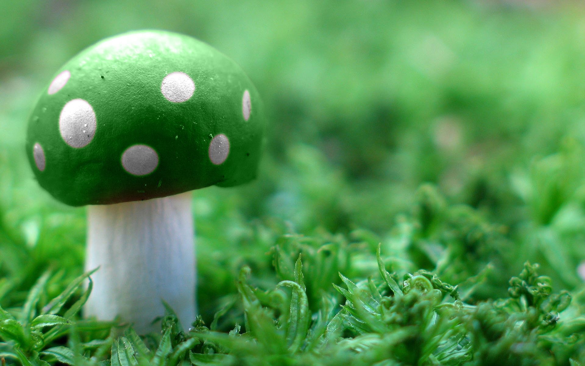 Glowing Mushroom Hd Wallpapers