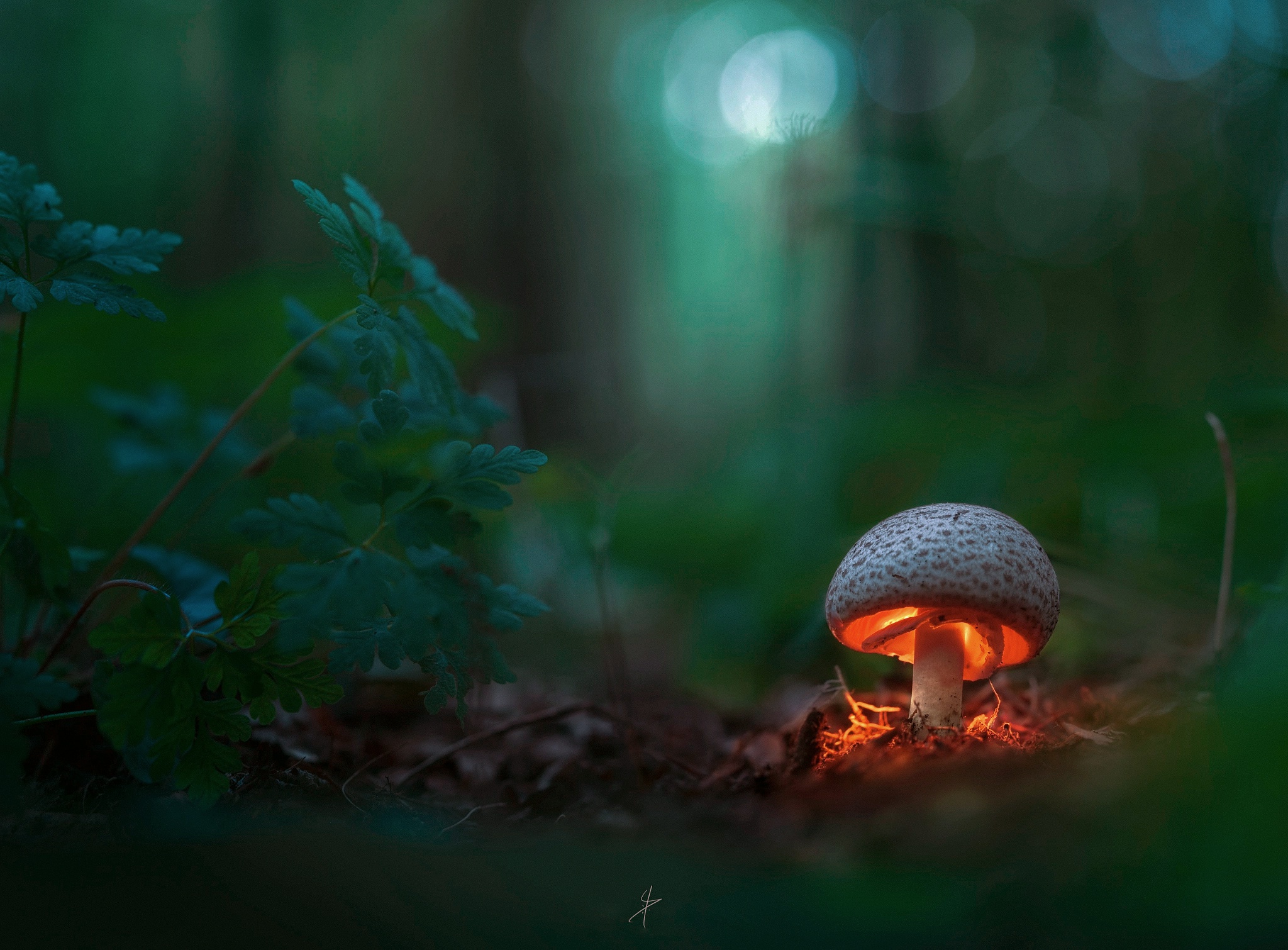 Glowing Mushroom Hd Wallpapers