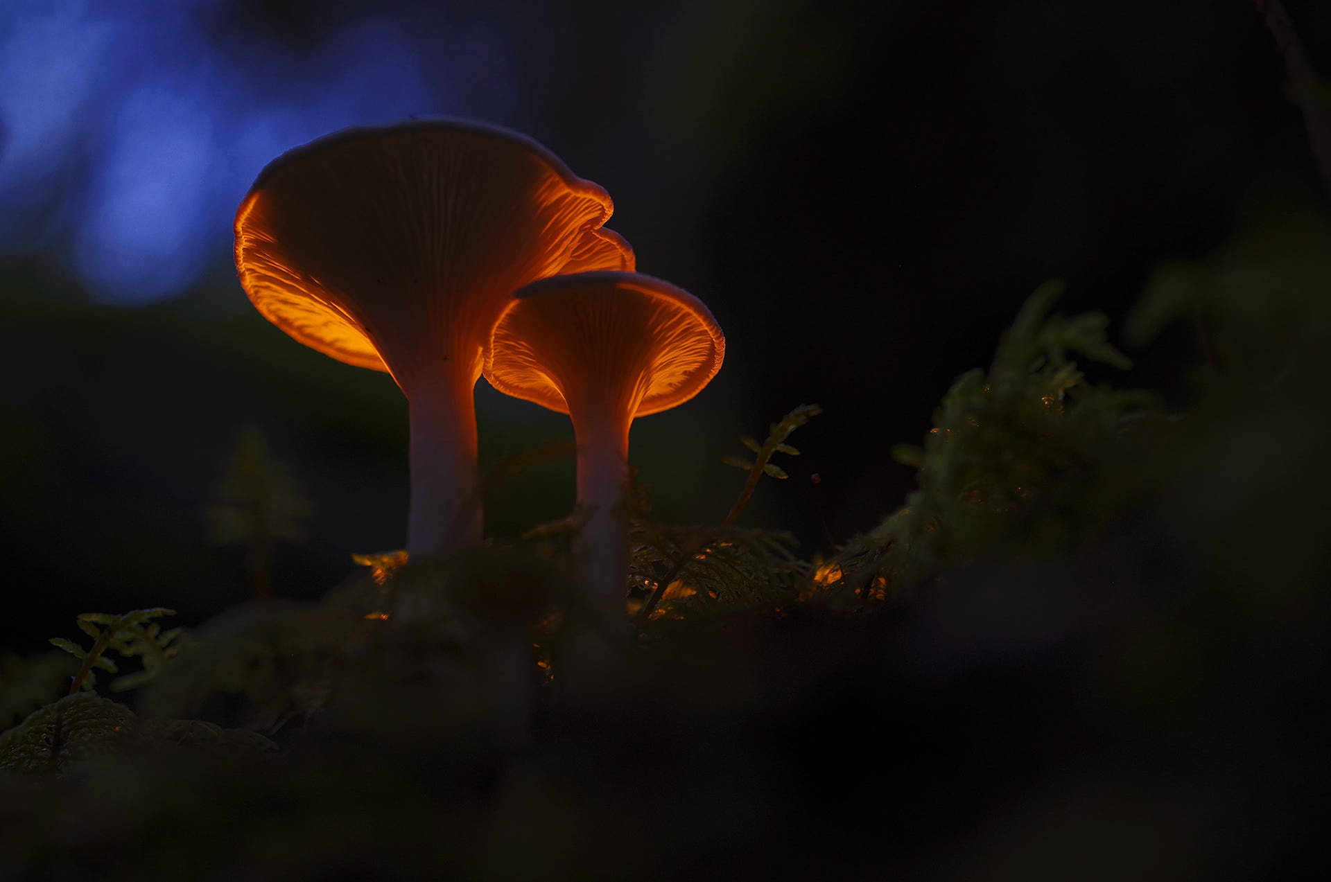 Glowing Mushroom Hd Wallpapers