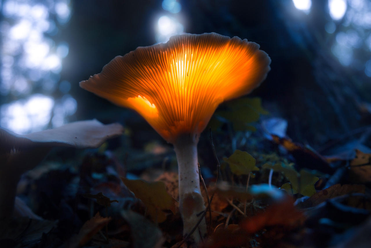 Glowing Mushroom Hd Wallpapers