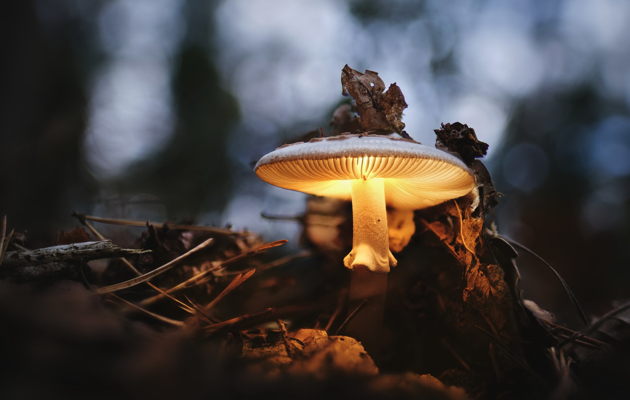 Glowing Mushroom Hd Wallpapers