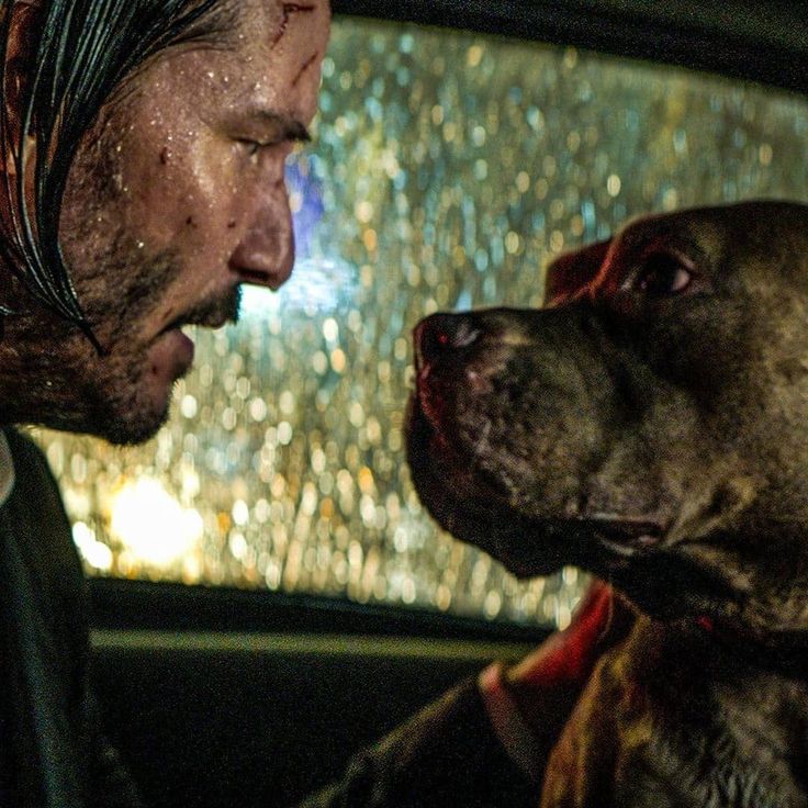 John Wick As Keanu Reeves And Dog Wallpapers