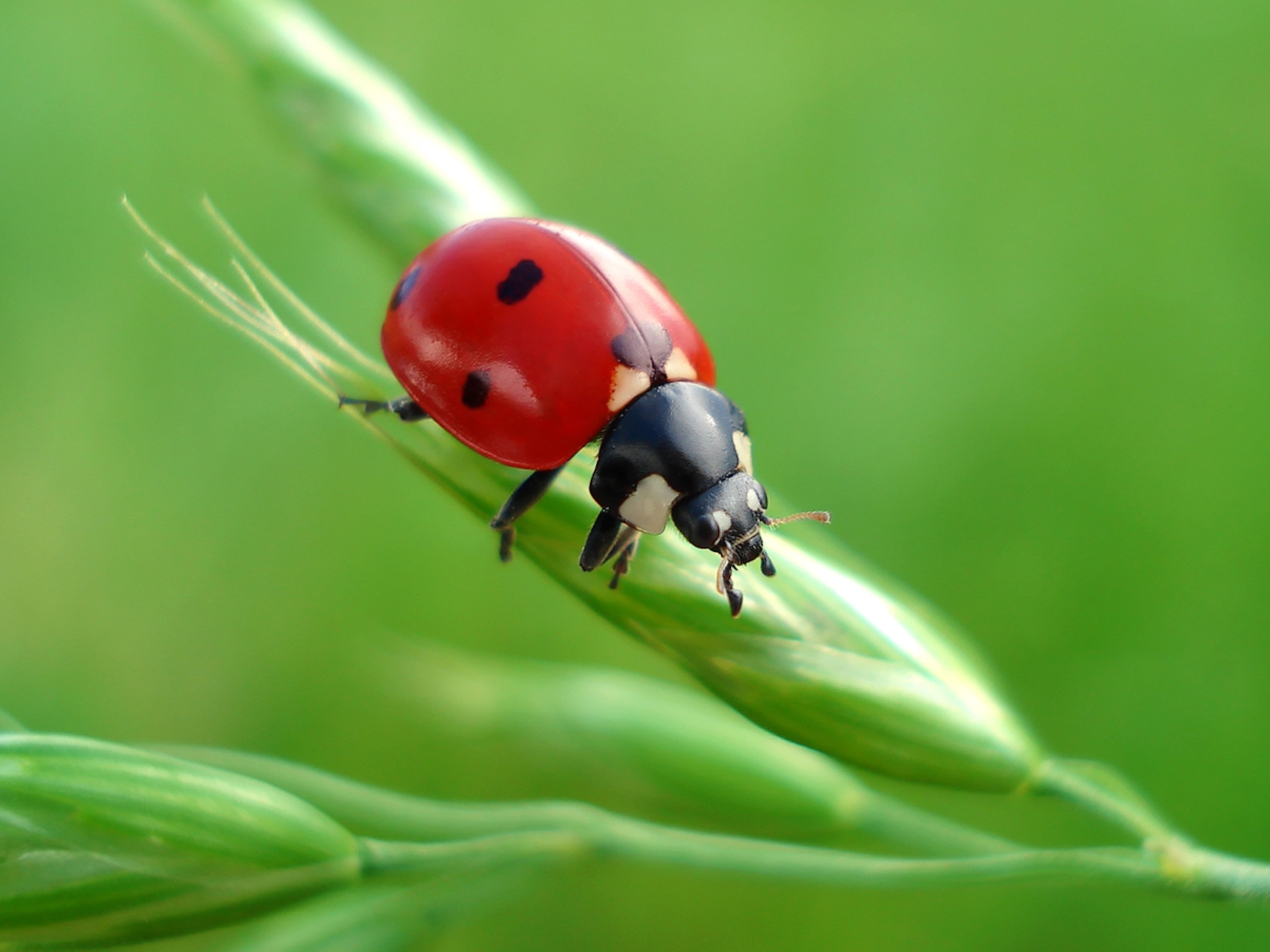 Lady Beetle Wallpapers