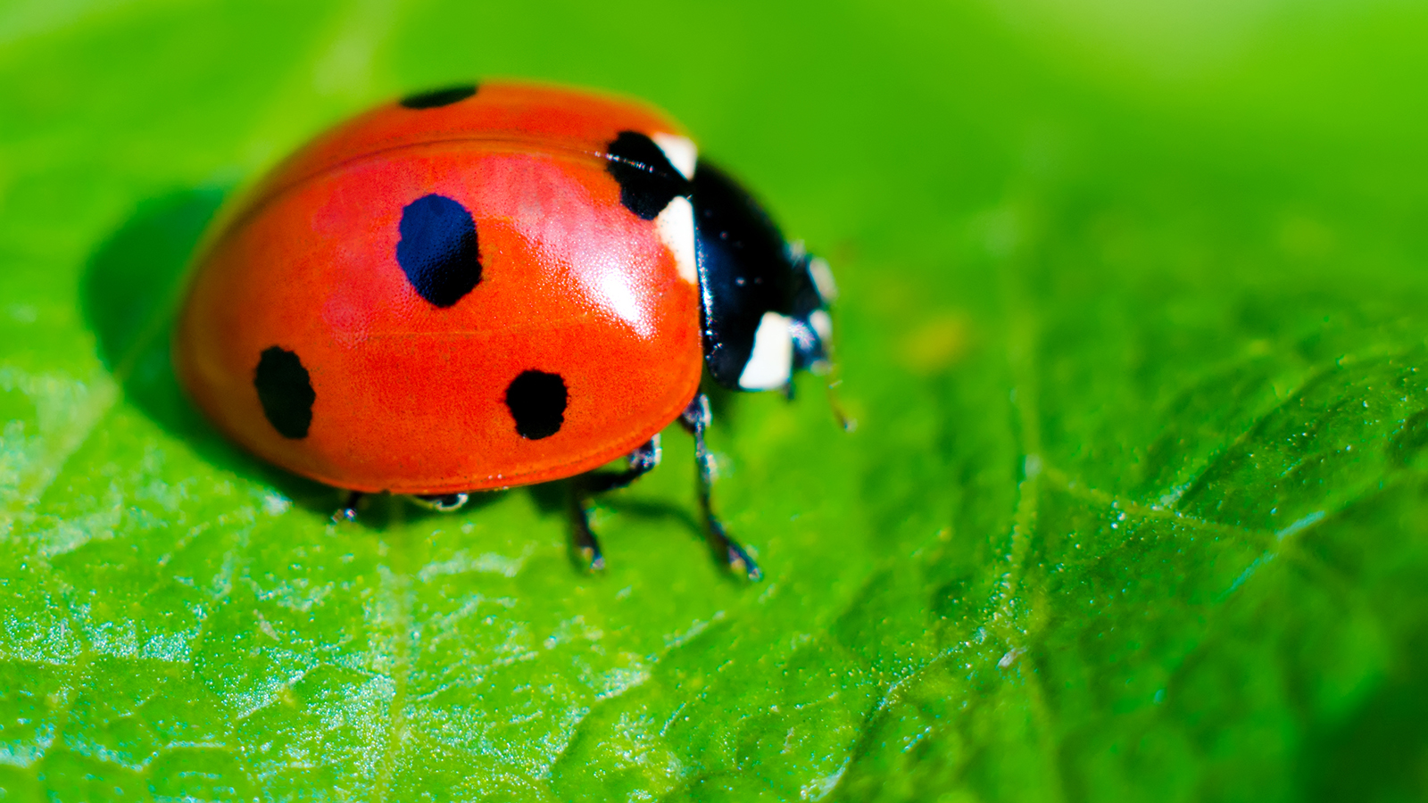 Lady Beetle Wallpapers