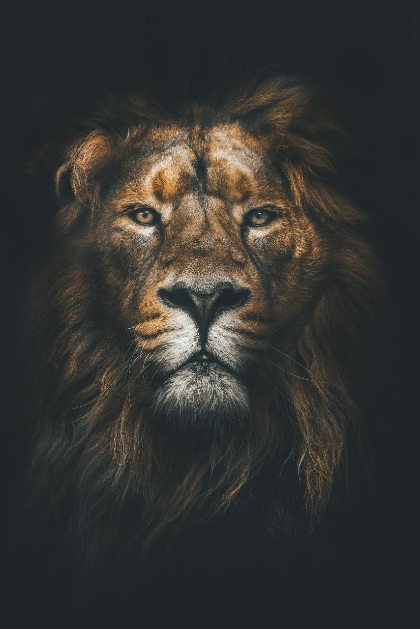 Lion Art Wallpapers