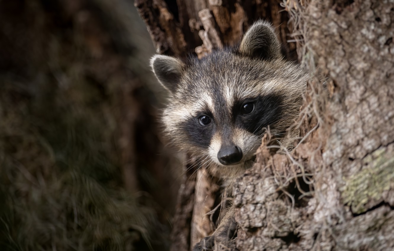 Little Raccoon In Forest Arwork Wallpapers