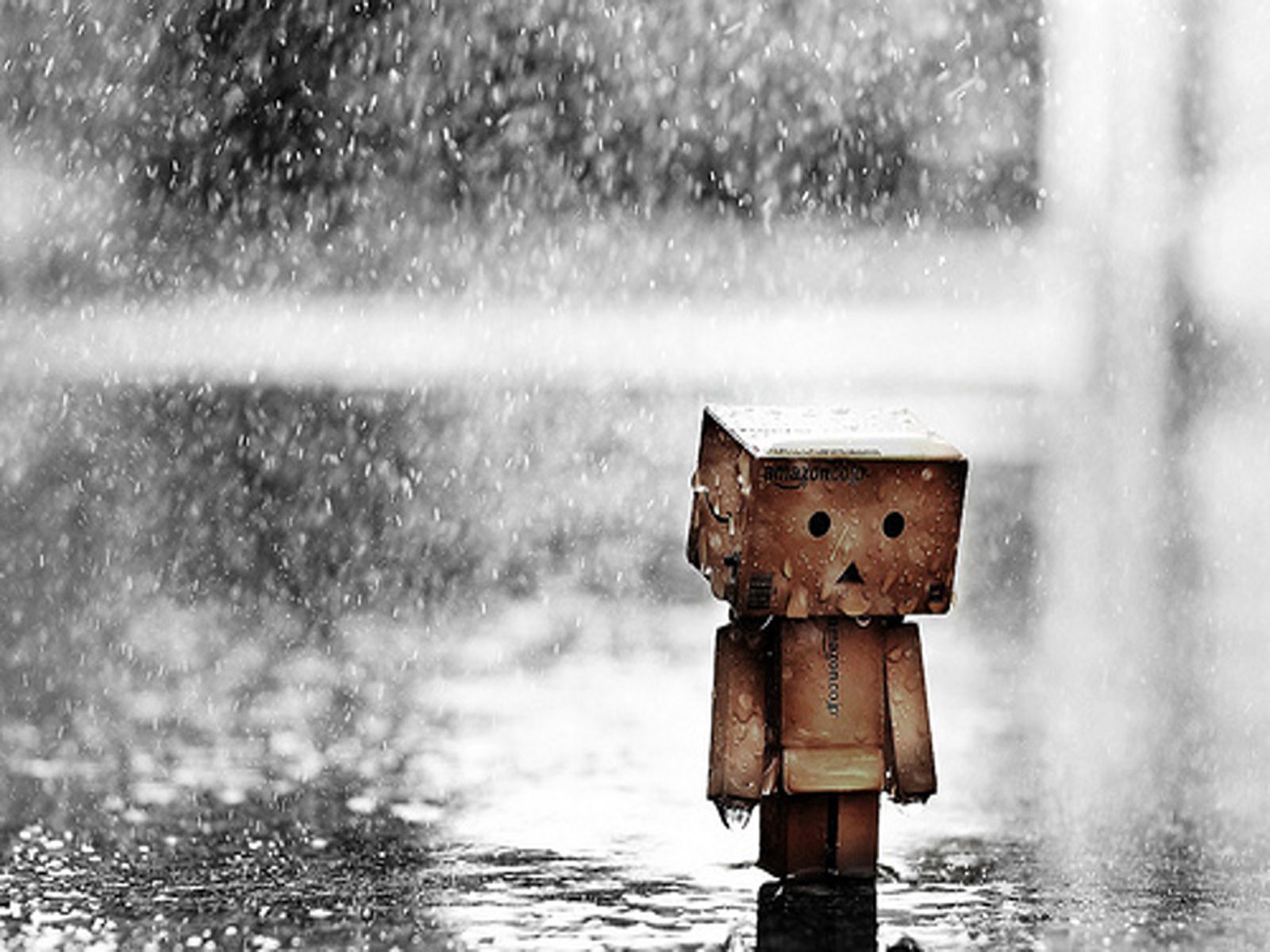 Lonely Cat In Rain 4K Wallpapers