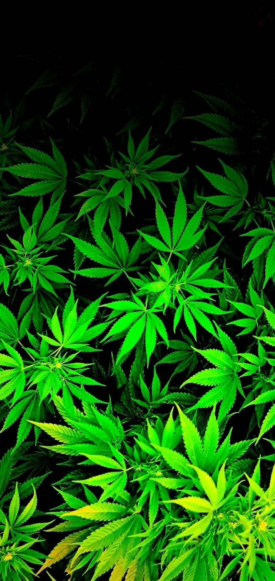 Marijuana Wallpapers