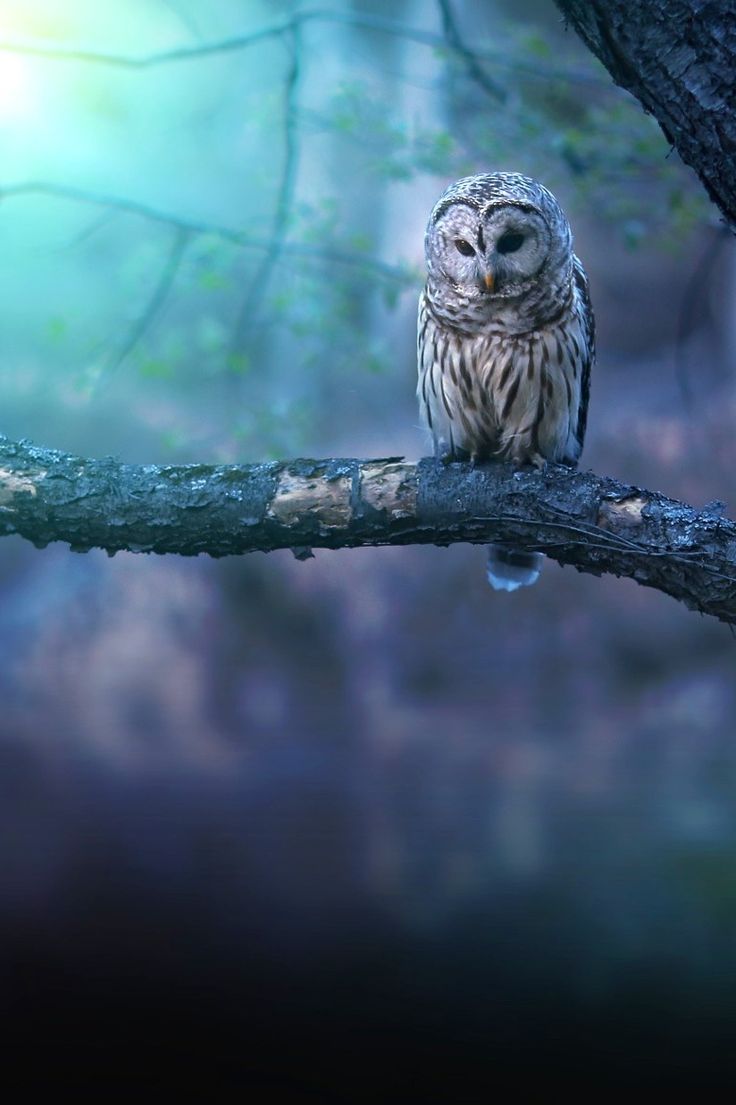 Owl Forest At Night Art Wallpapers